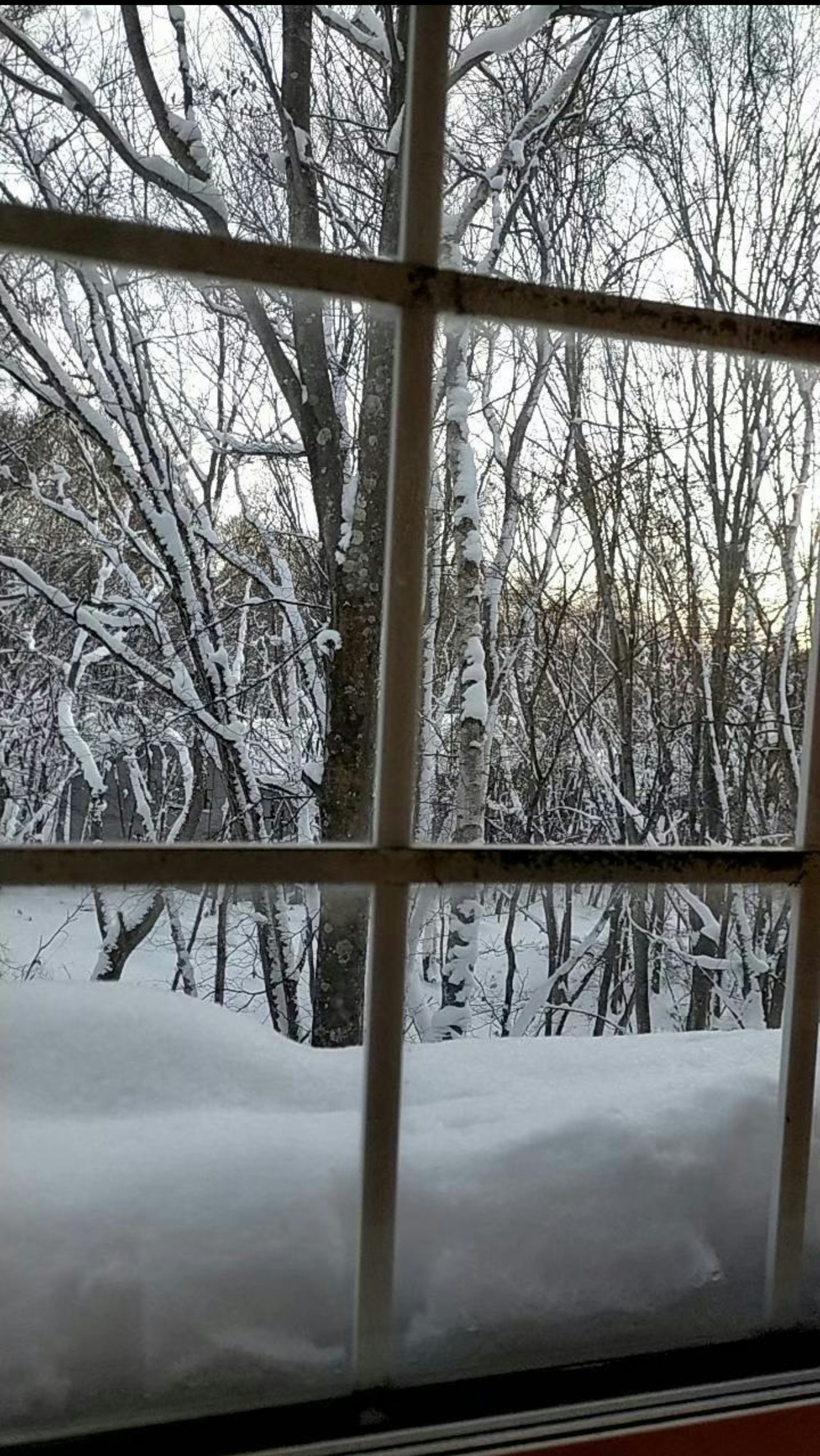 View of snow-covered trees through a window