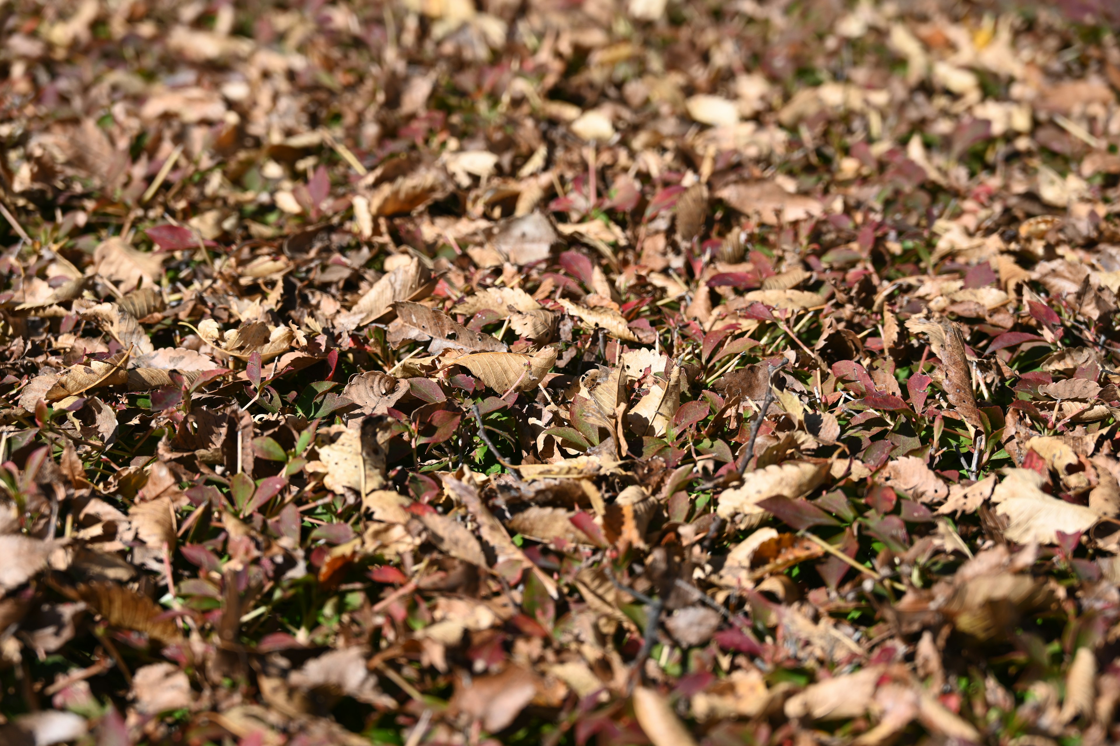 A ground covered with a collection of dry leaves