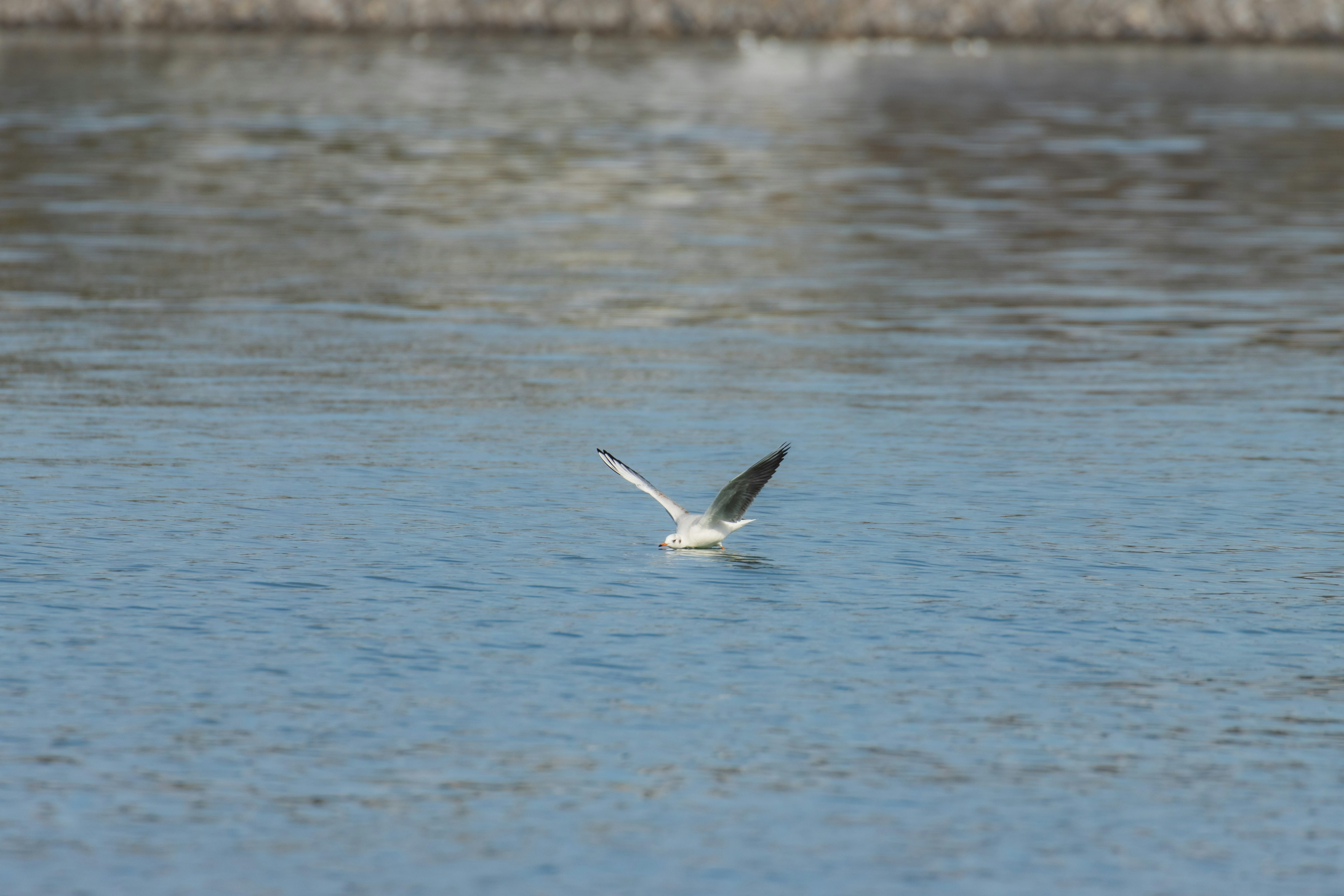 Ein weißer Vogel, der über Wasser fliegt