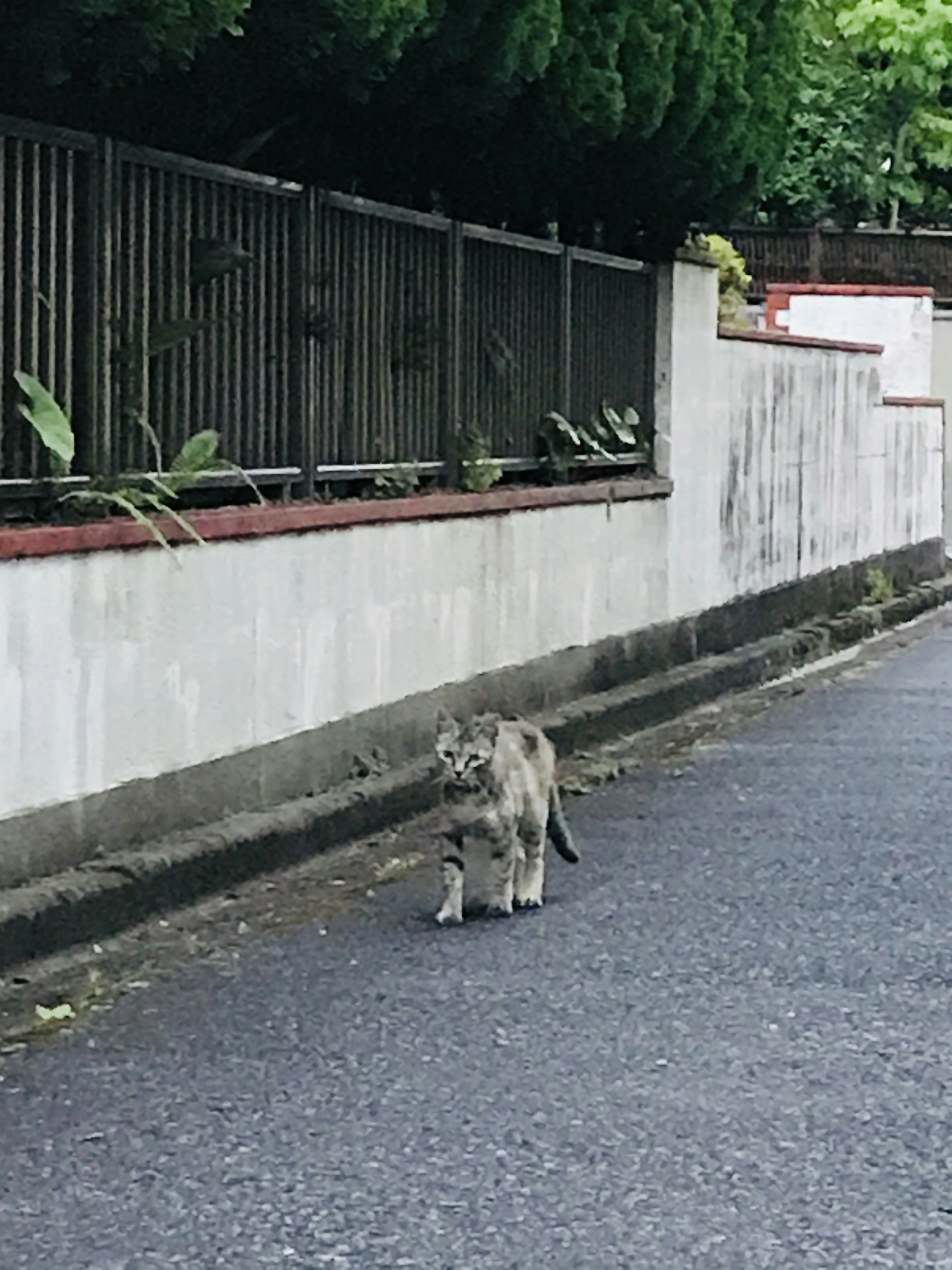 A cat walking along a road with a green fence and plants in the background