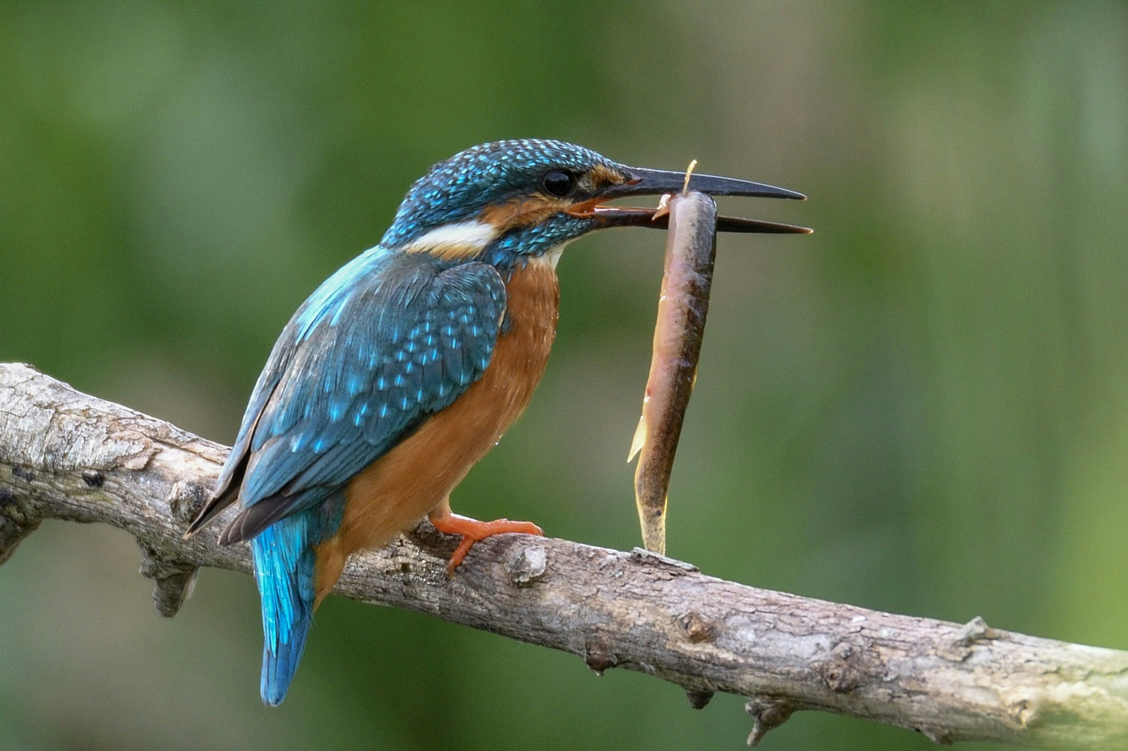 Ein schöner Eisvogel mit blauen Federn, der einen Fisch hält