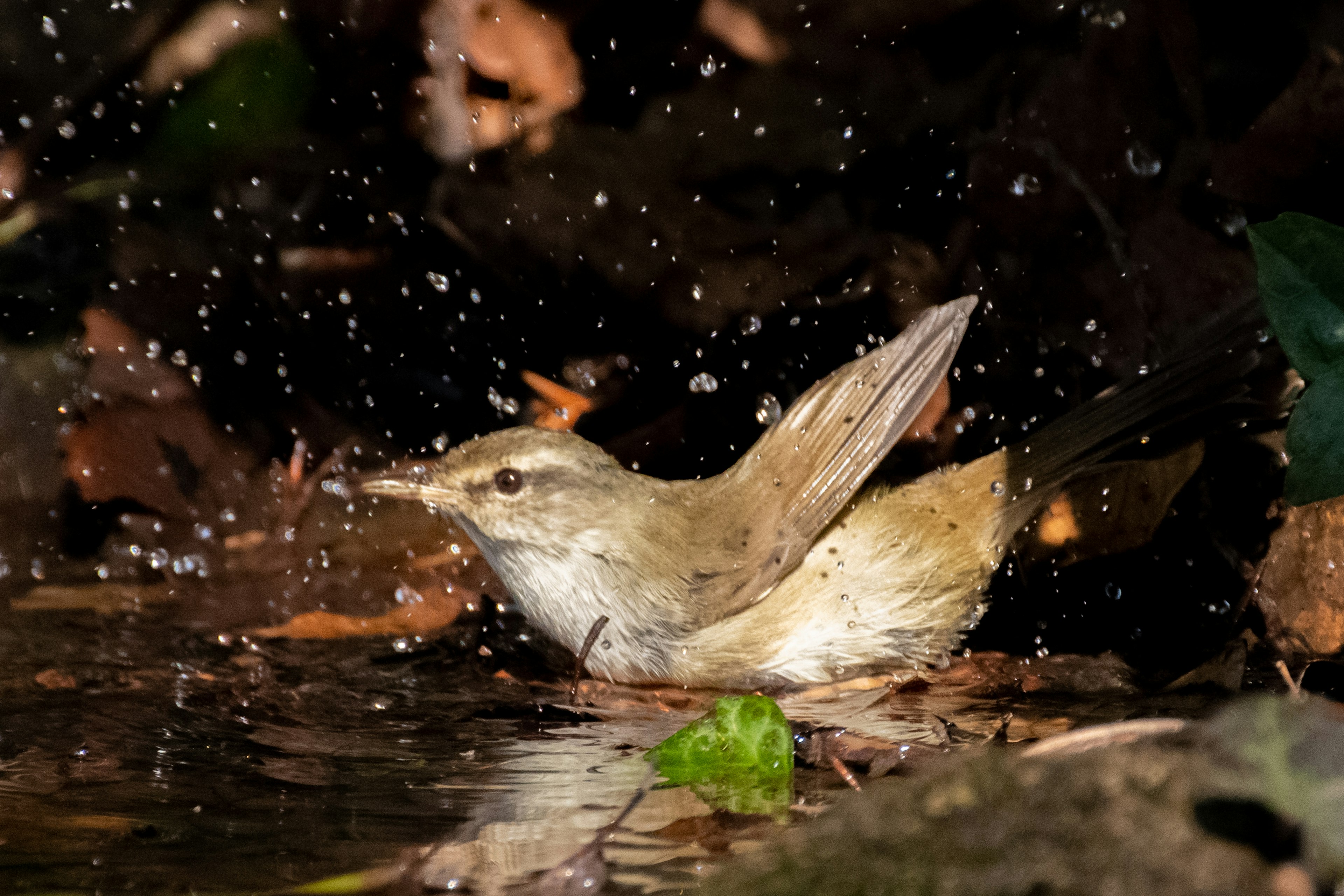 Seekor burung kecil yang mengembangkan sayapnya di air dengan percikan di sekitarnya