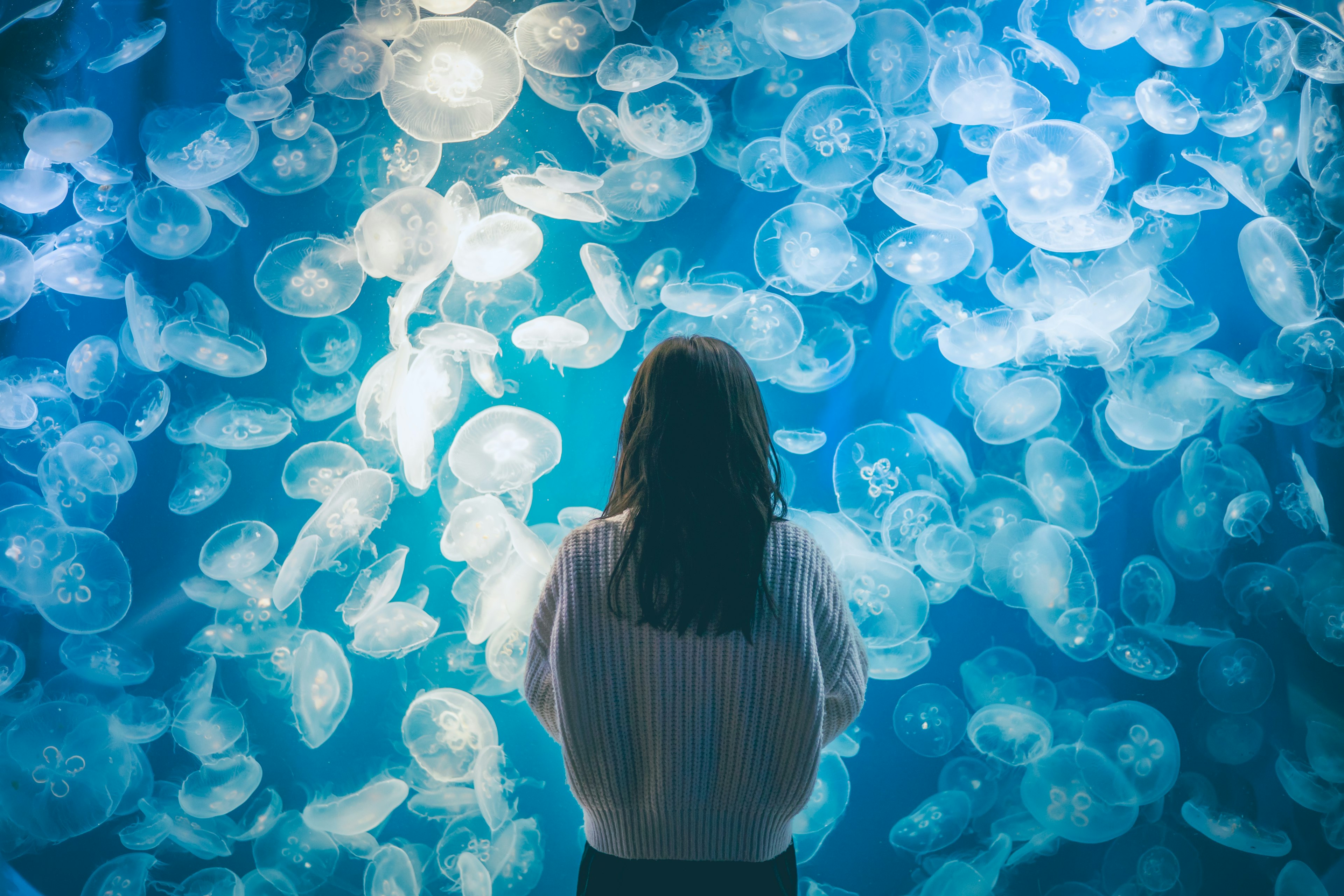 水族館でクラゲを眺める女性の後ろ姿 青い背景に浮かぶ透明なクラゲ