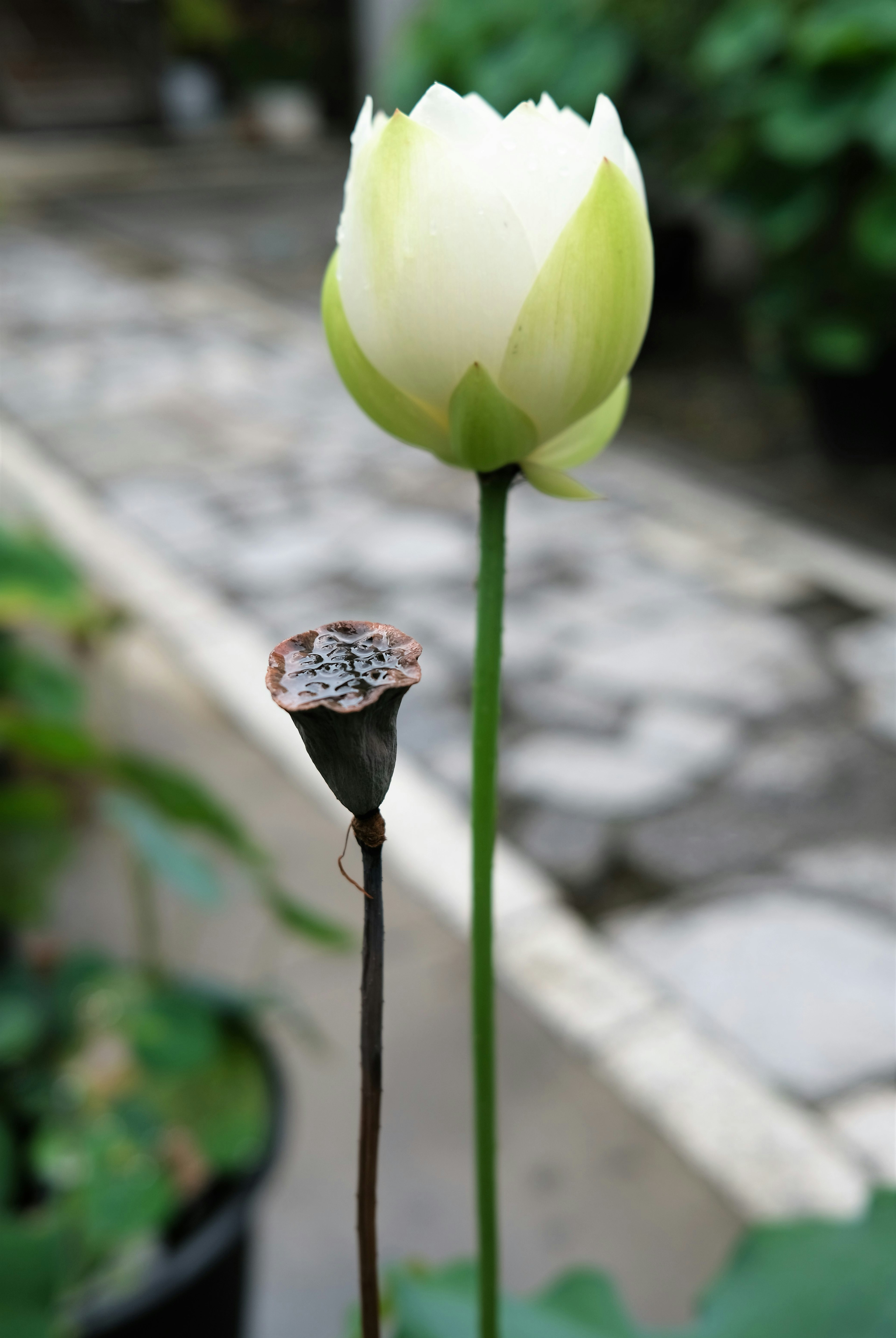 A white lotus flower beside a dried lotus seed pod