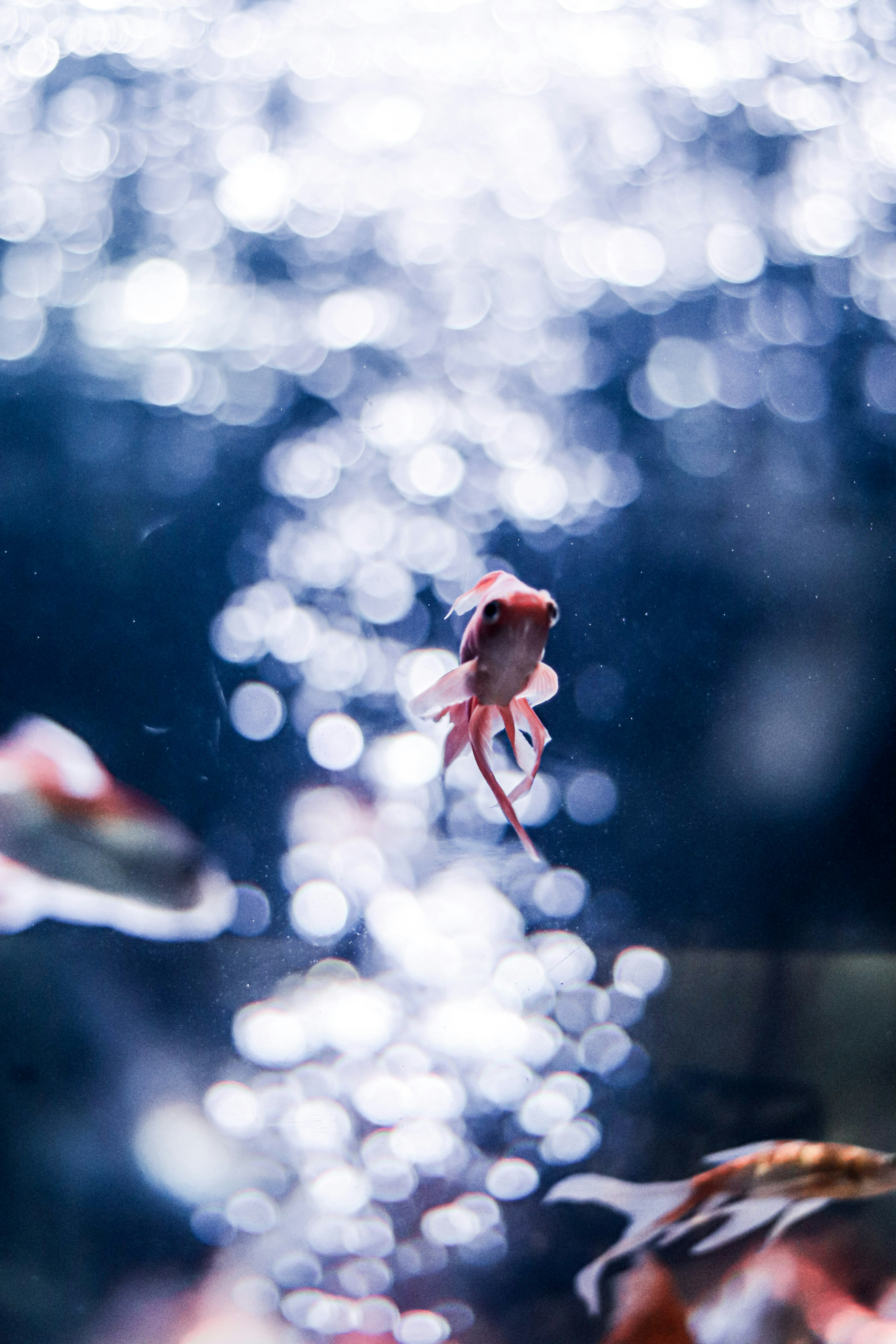 Un pez rojo nadando en el agua con un fondo de burbujas brillantes