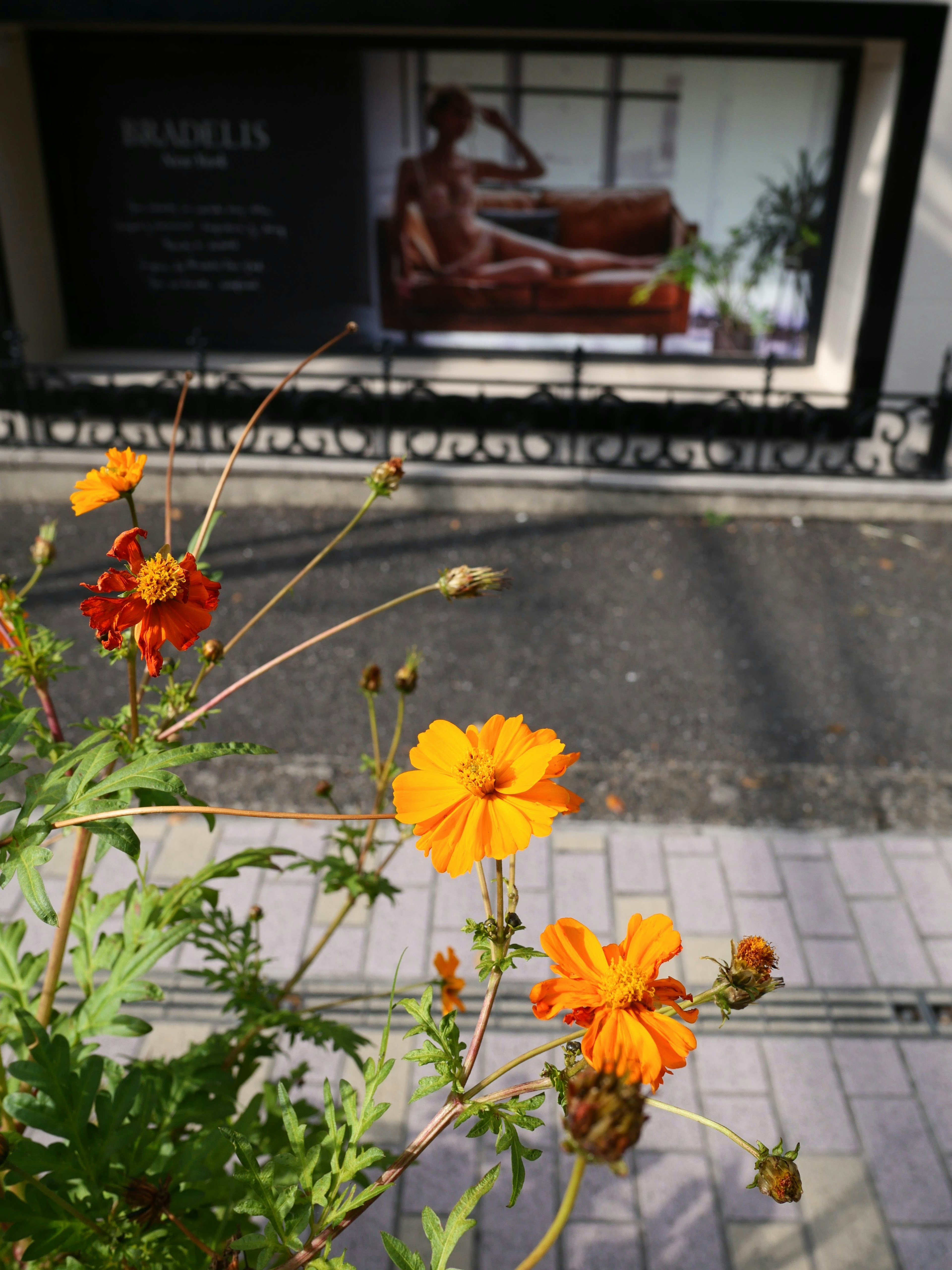 オレンジの花と背景にあるモデルのポスター