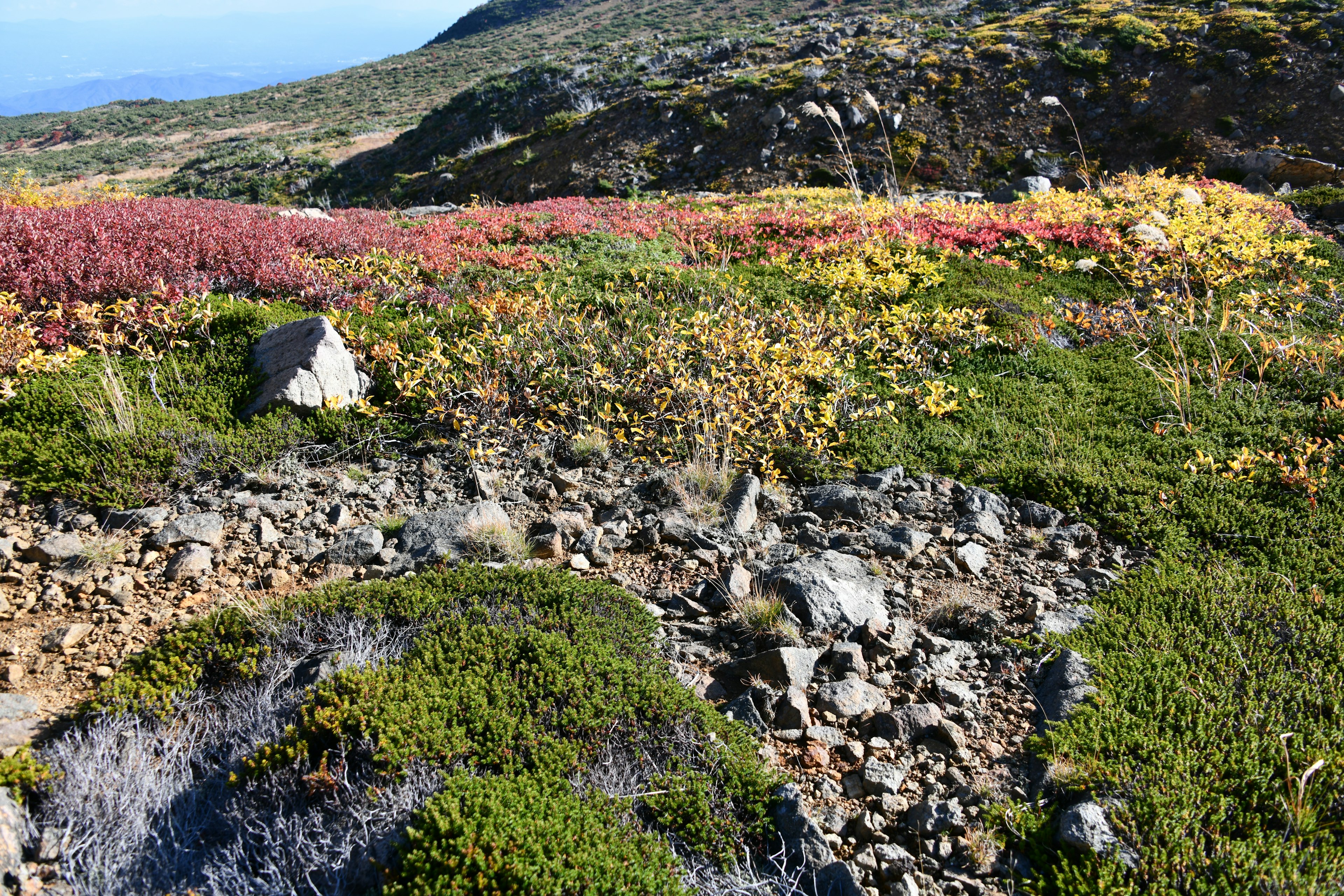 Vibrant landscape with colorful plants and rocks