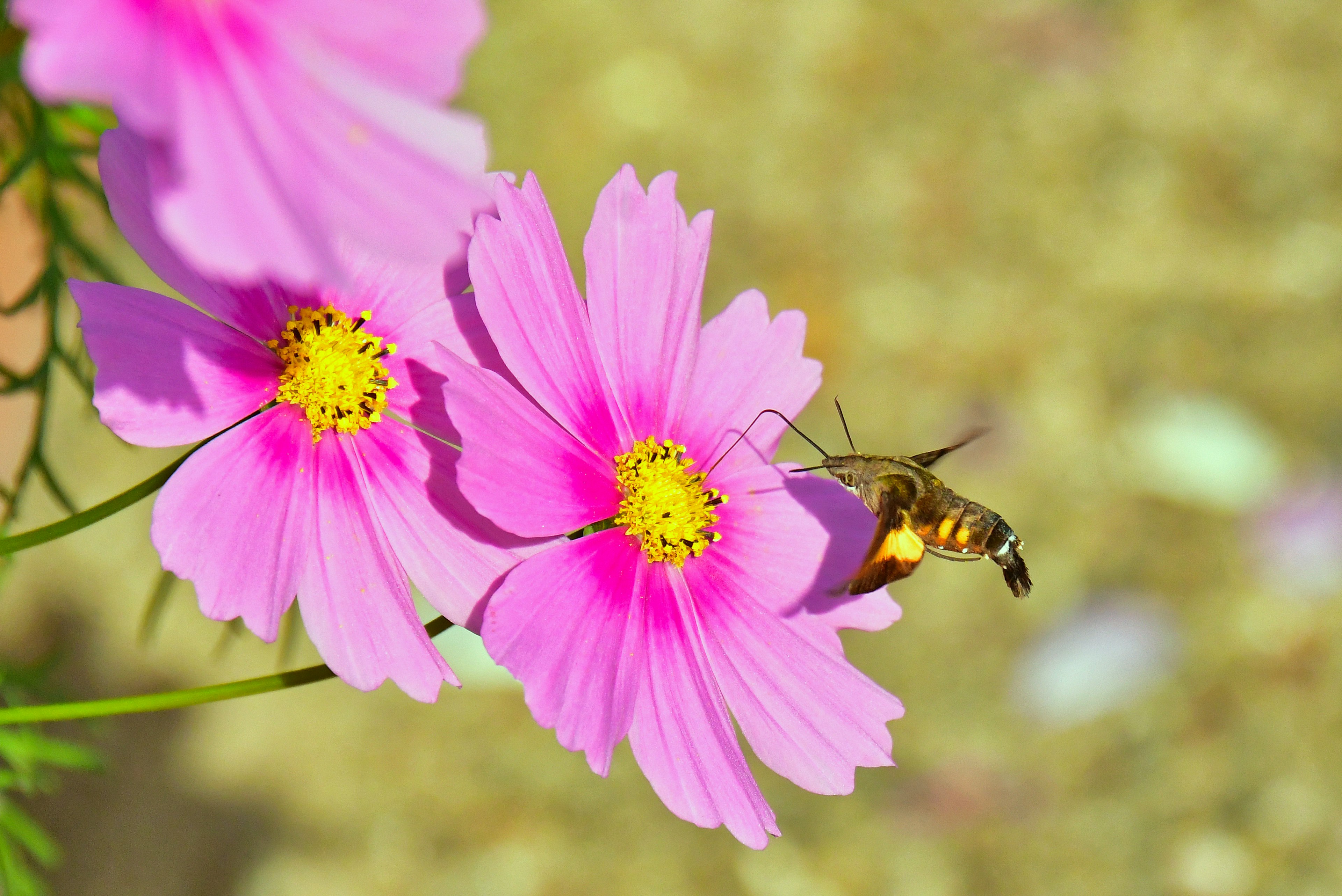 Close-up bunga cosmos merah muda dengan lebah di dekatnya