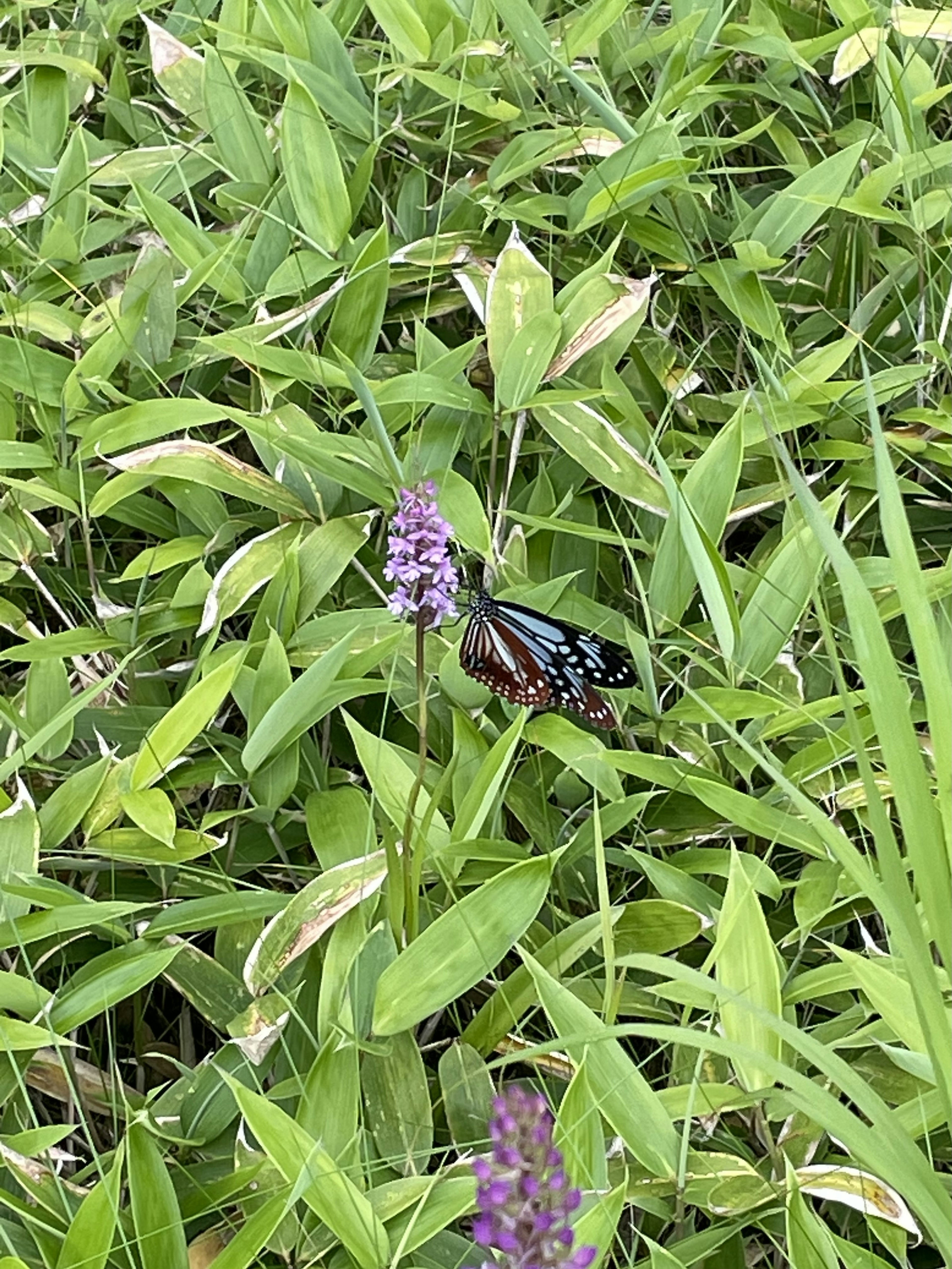 Farfalla che si posa su un fiore viola nell'erba verde