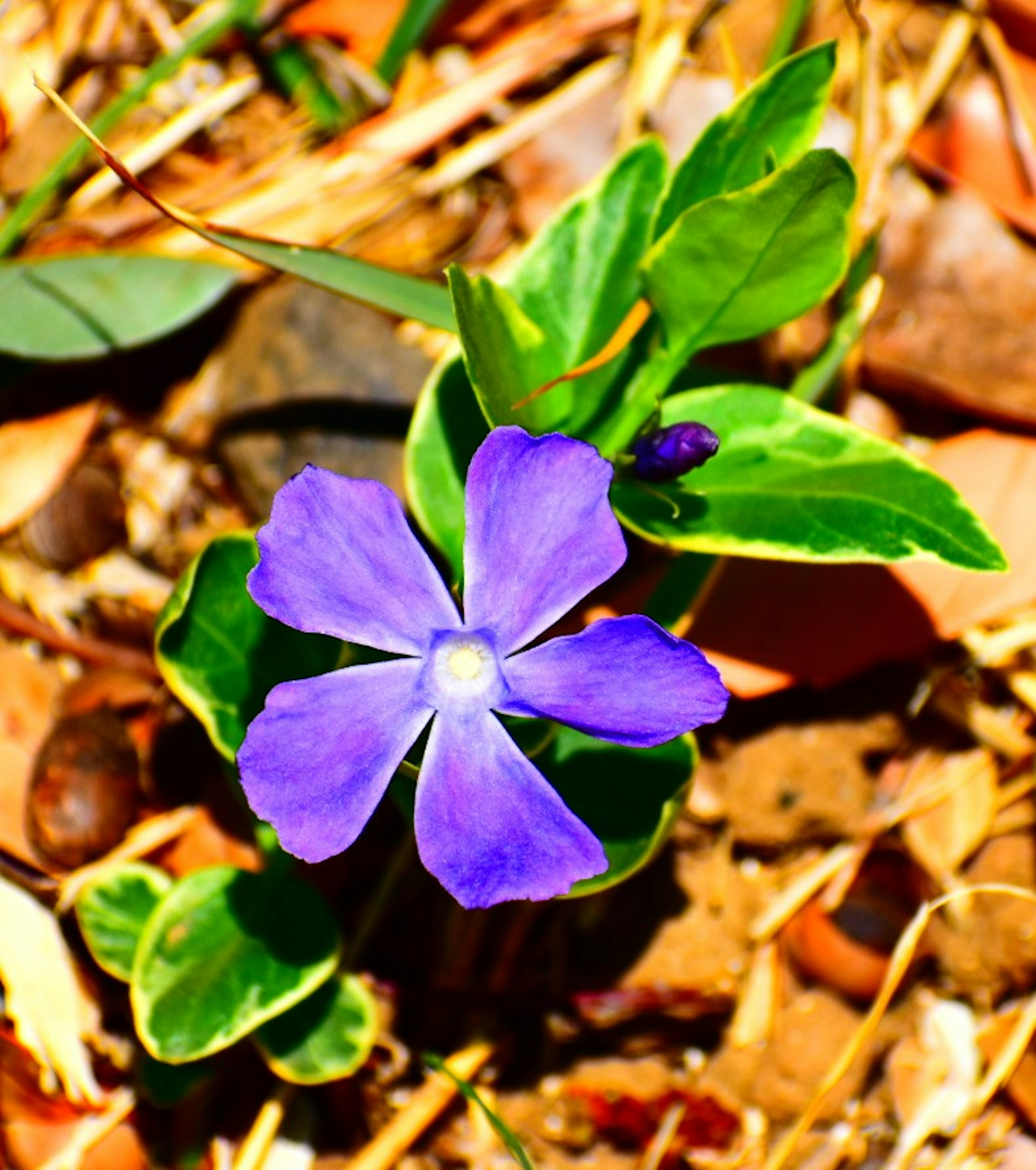 Fleur violette vive avec des feuilles vertes poussant sur le sol