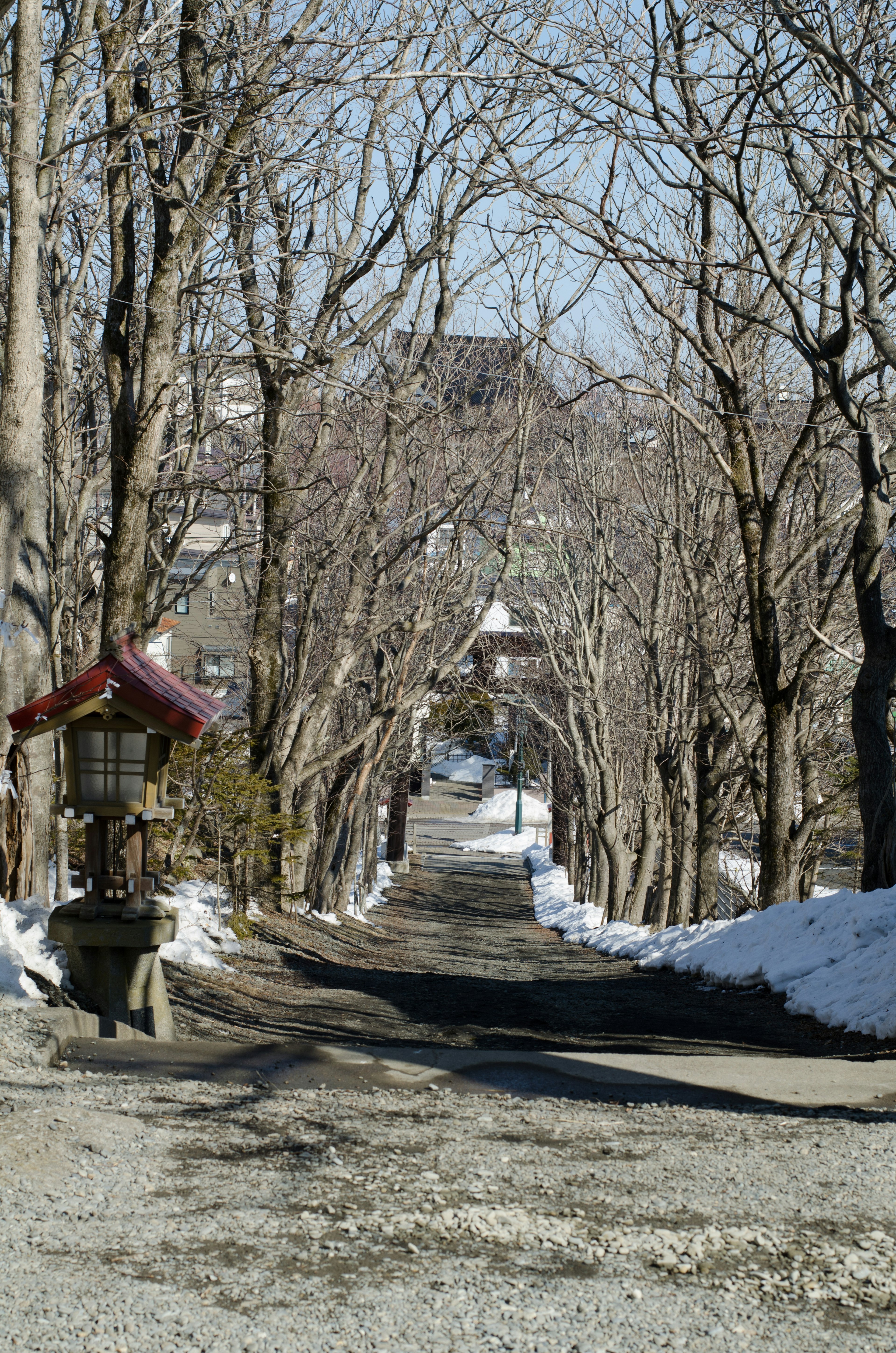 Snow-covered path with winter trees lining the way