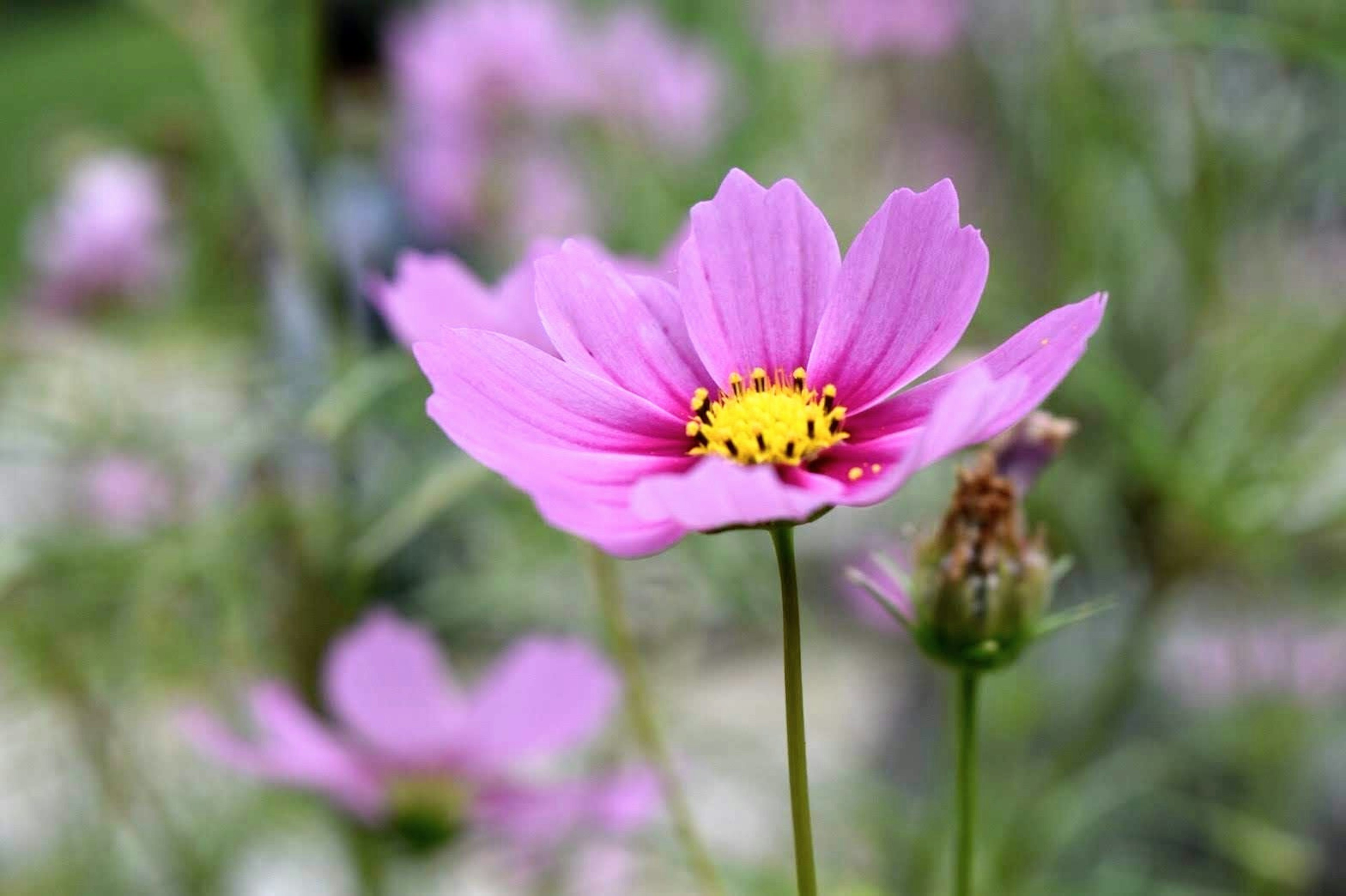 Vibrant pink cosmos flower with a yellow center