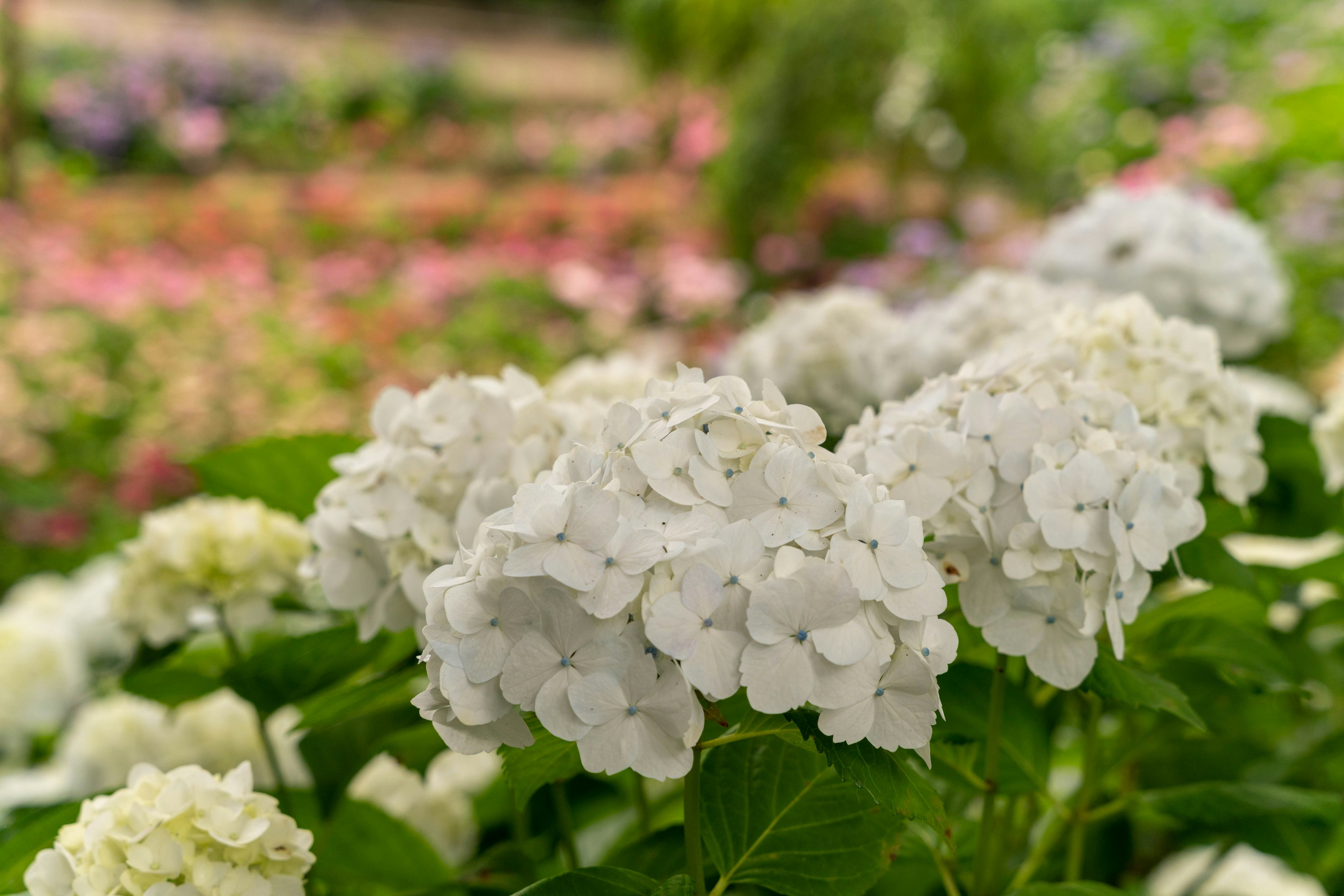 Bunga hortensia putih dengan latar belakang berwarna-warni yang kabur