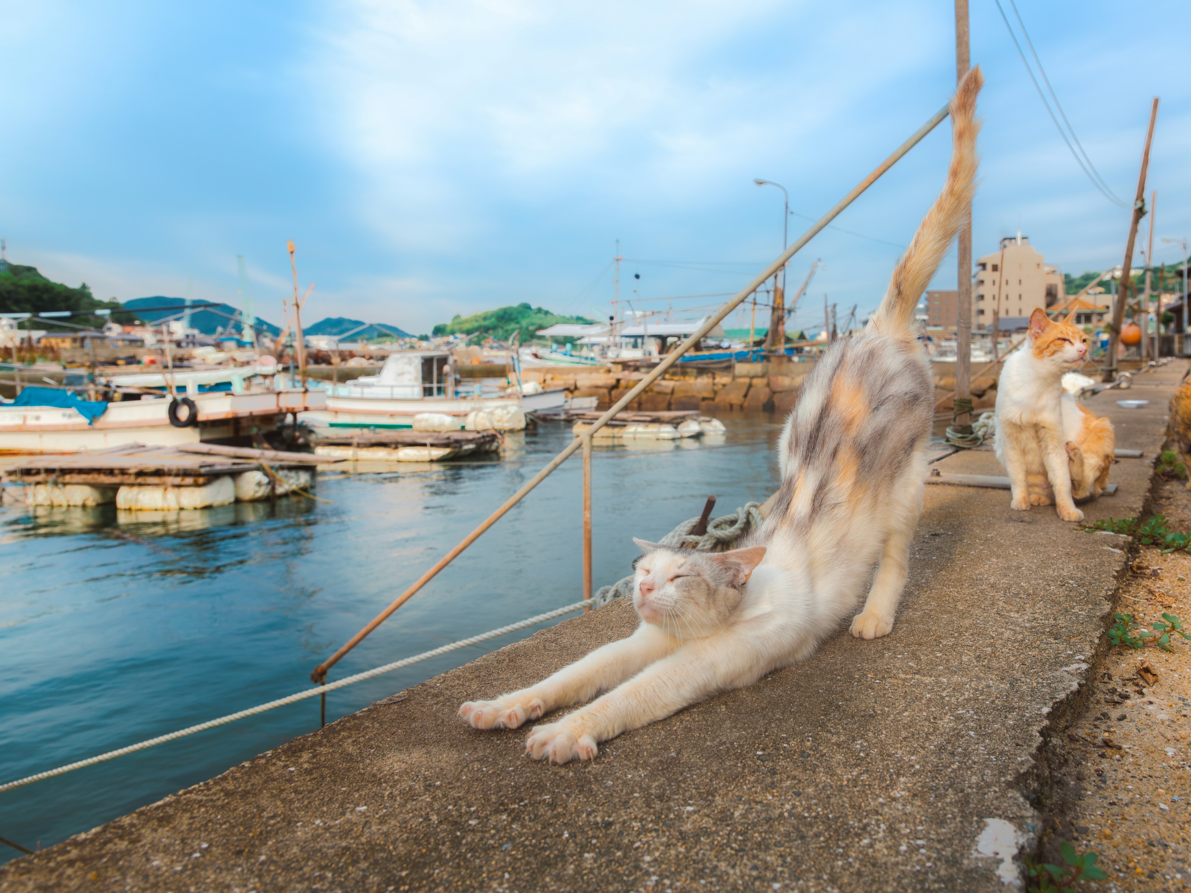 Gatos estirándose junto al puerto con barcos al fondo