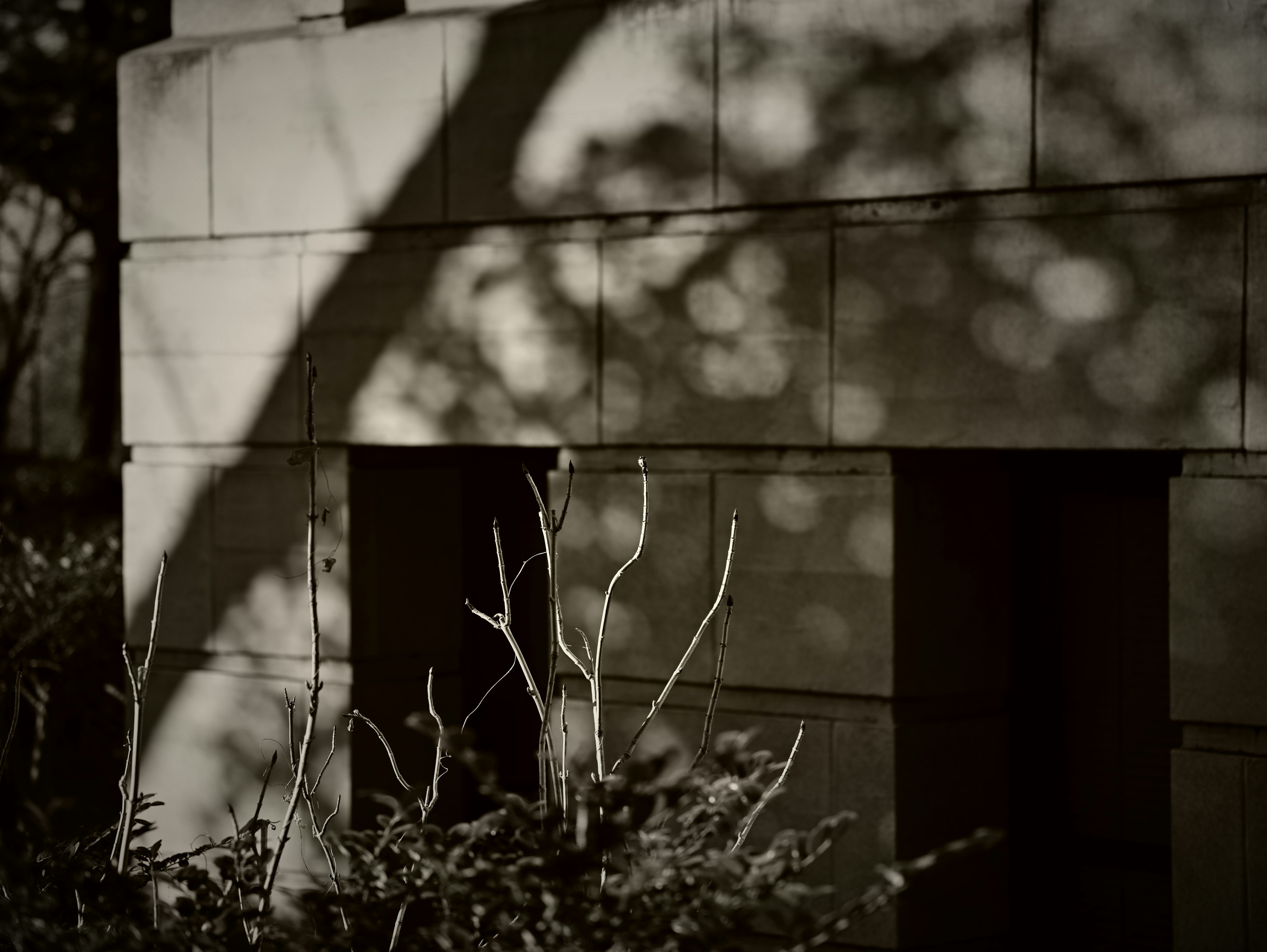 Una sección de edificio tranquila con sombras de árboles y plantas circundantes