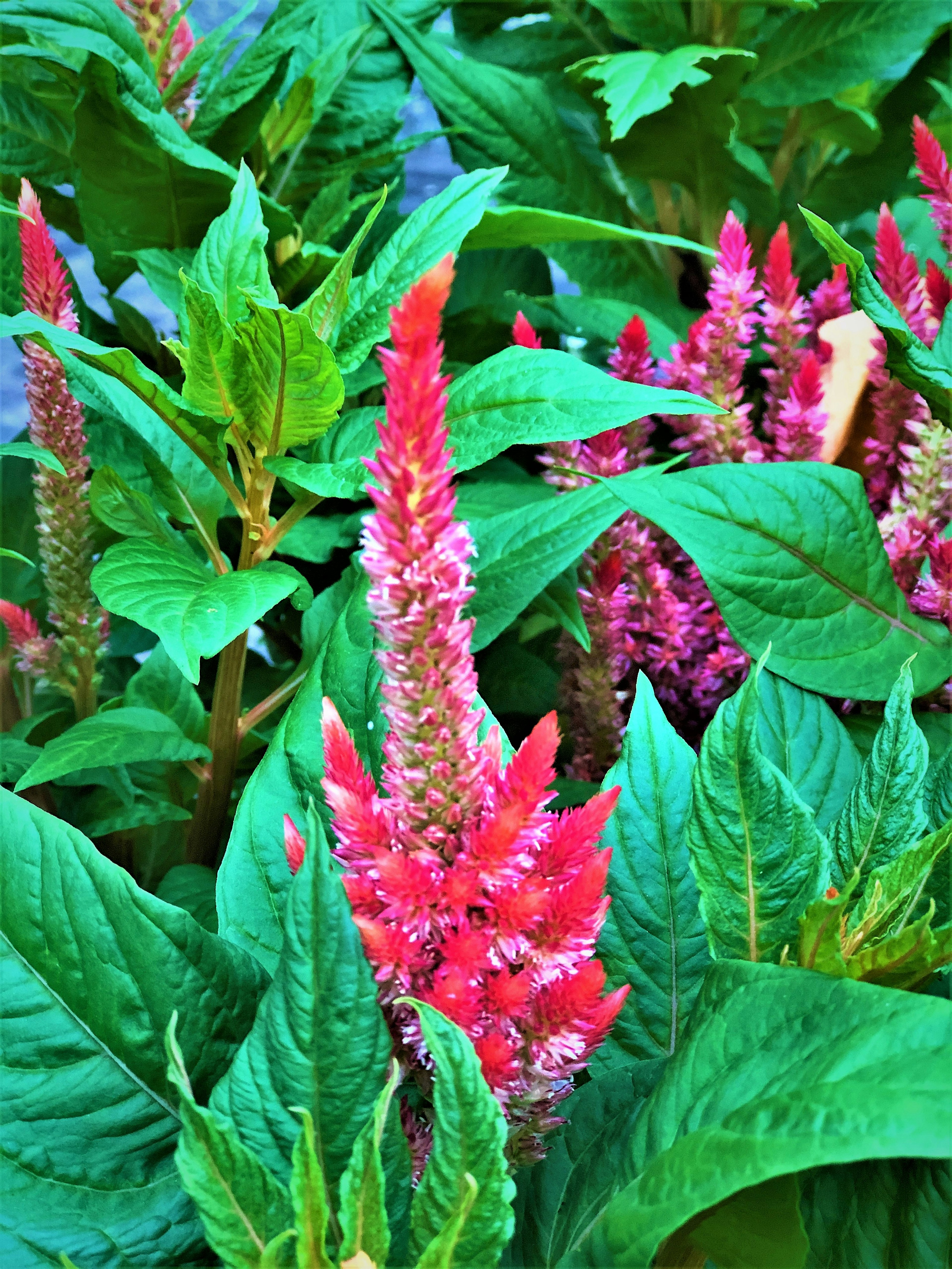 Close-up bunga pink cerah dikelilingi daun hijau