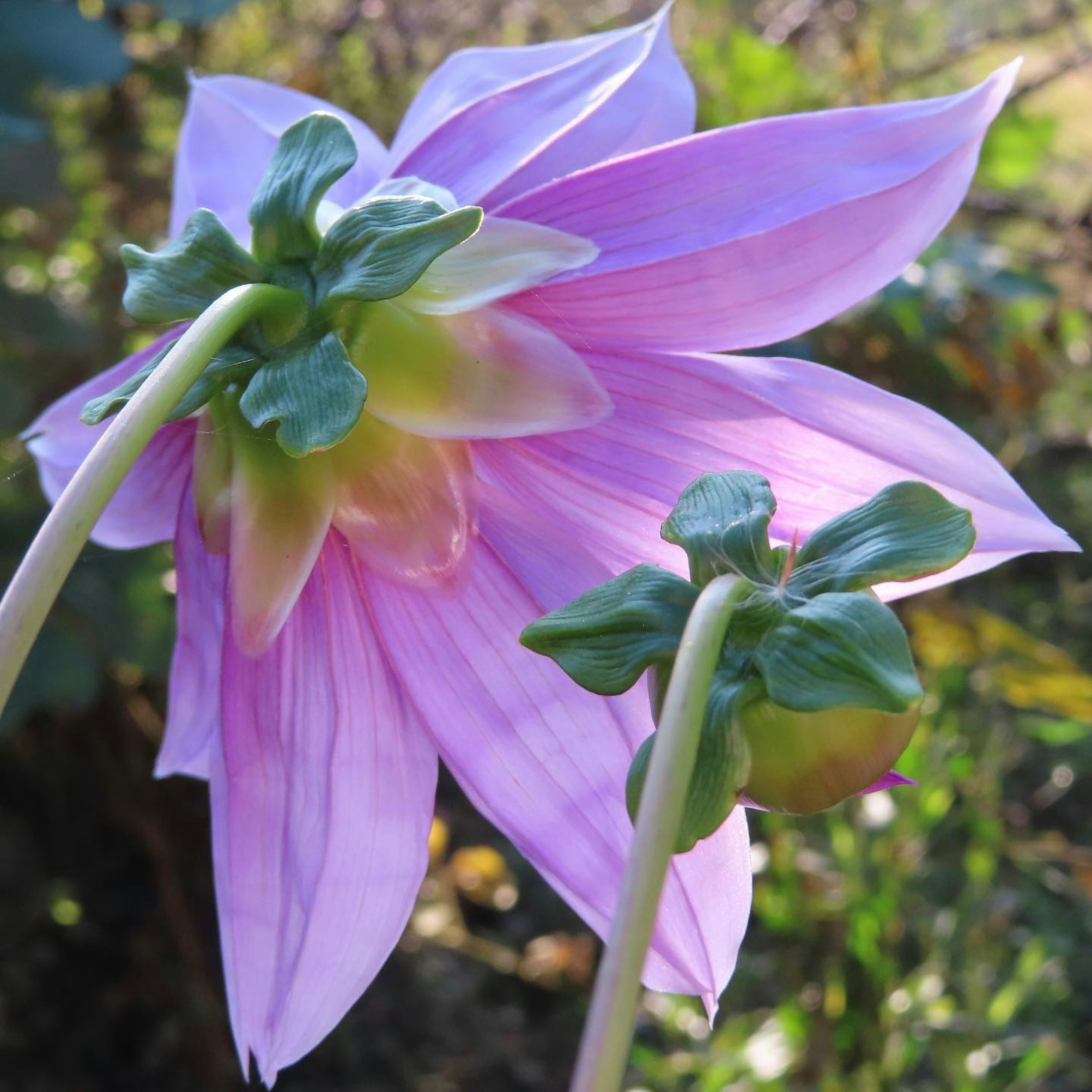 薄紫色の花と緑の蕾が鮮やかに映える