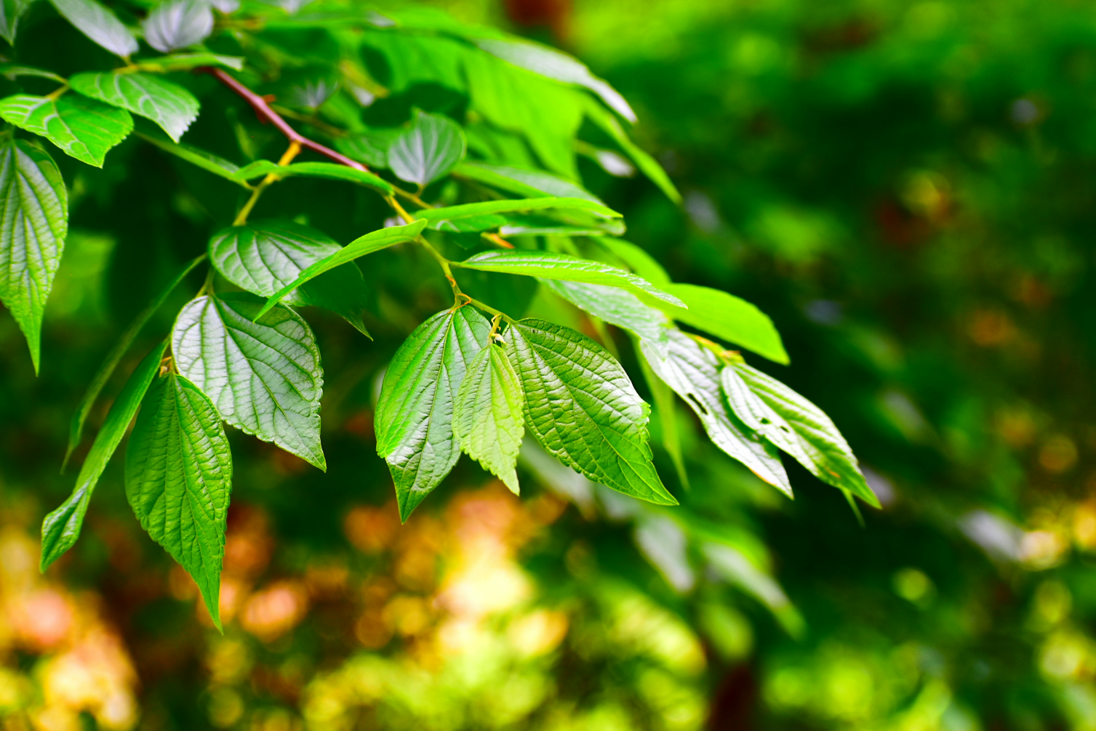 Kedekatan daun hijau di cabang pohon