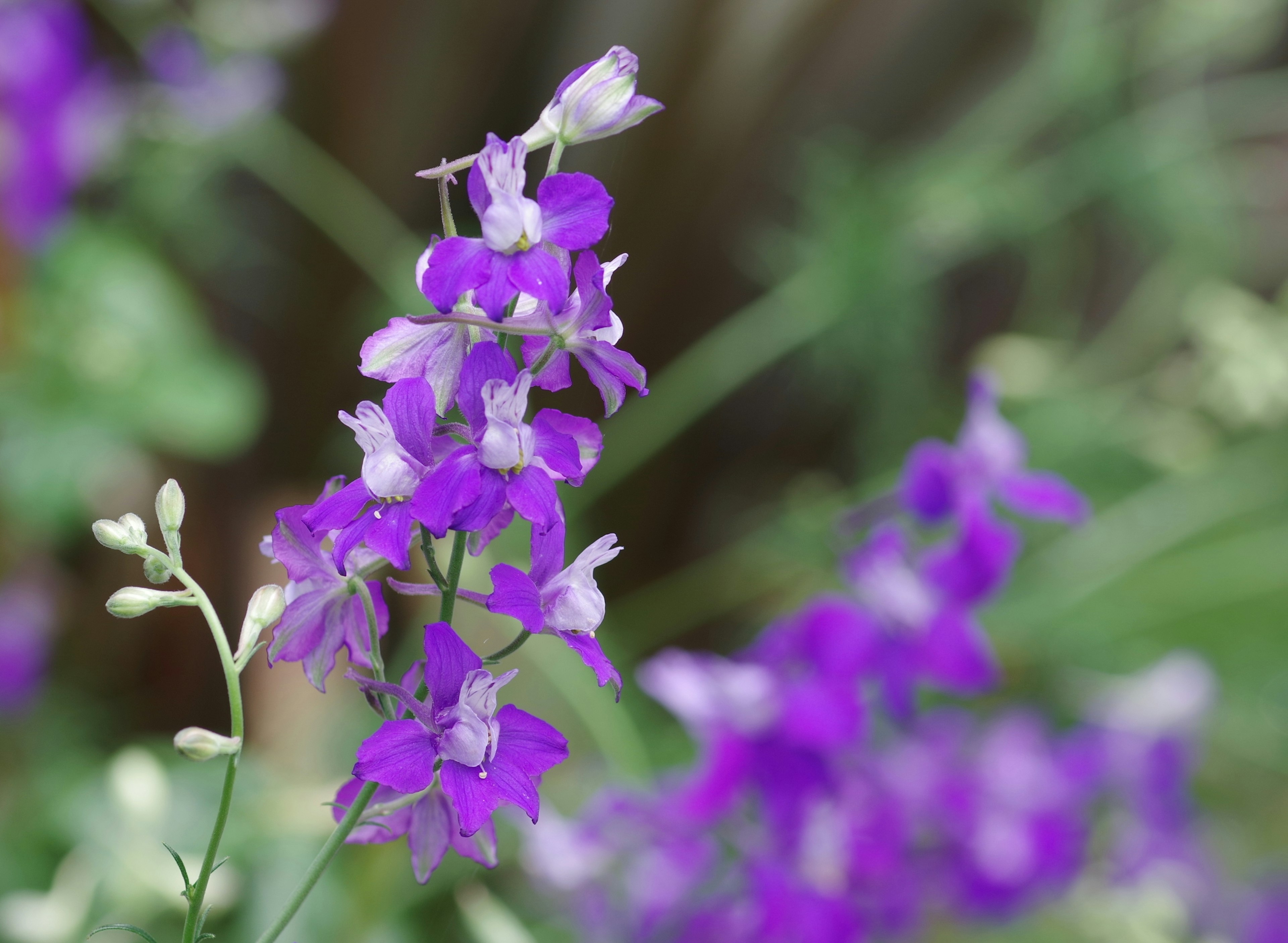 Gros plan de fleurs violettes en fleurs sur une plante