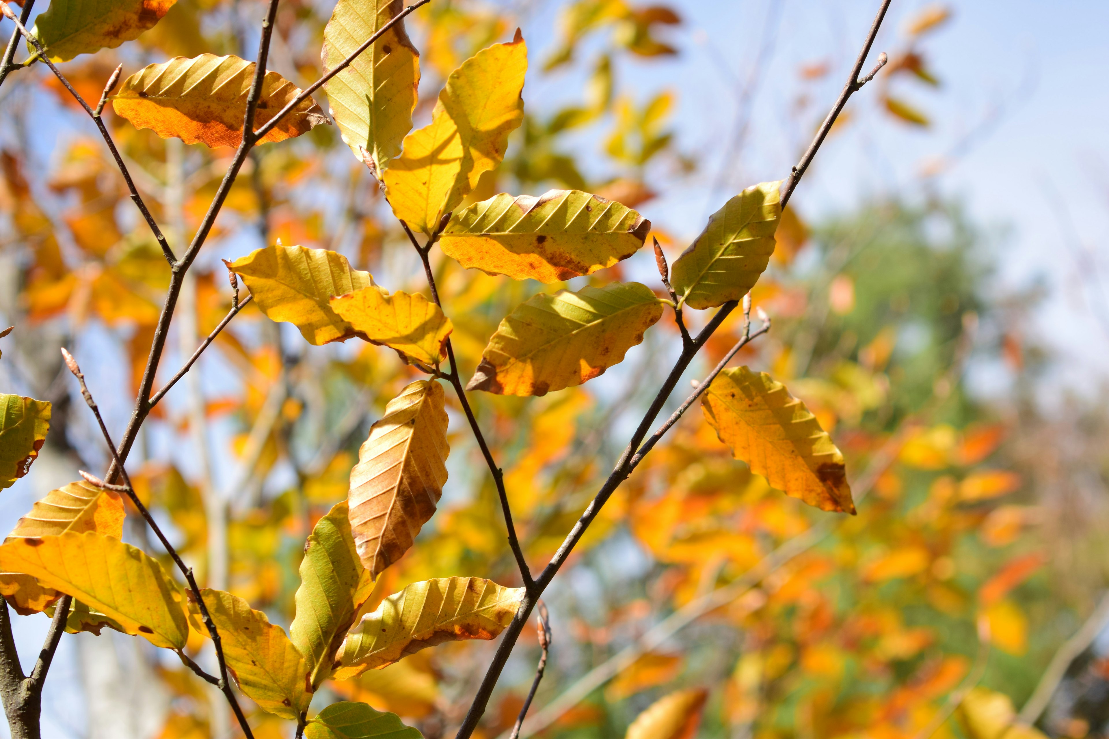 Äste mit goldenen Herbstblättern vor blauem Himmel