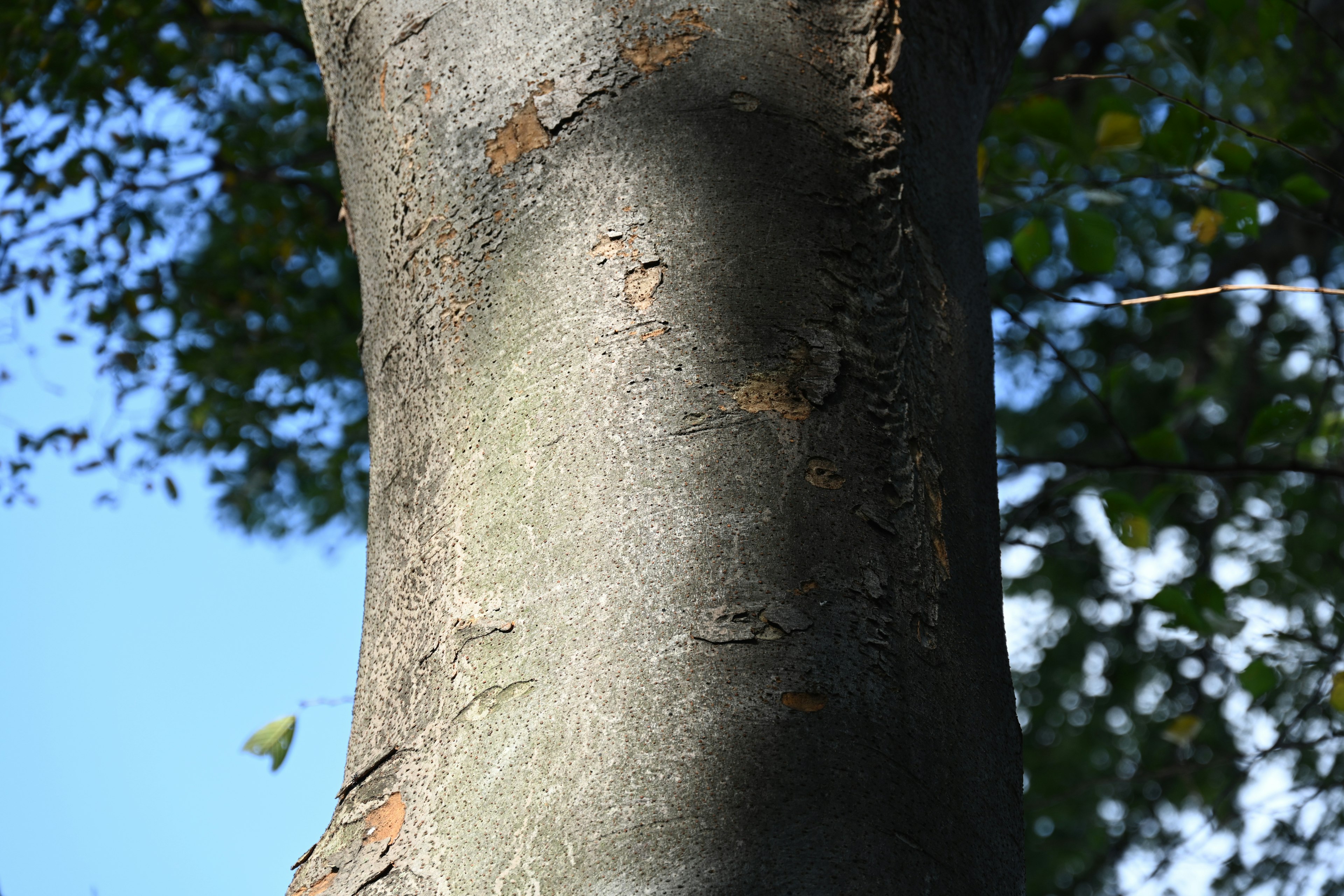 Close-up of a tree trunk with sunlight casting shadows