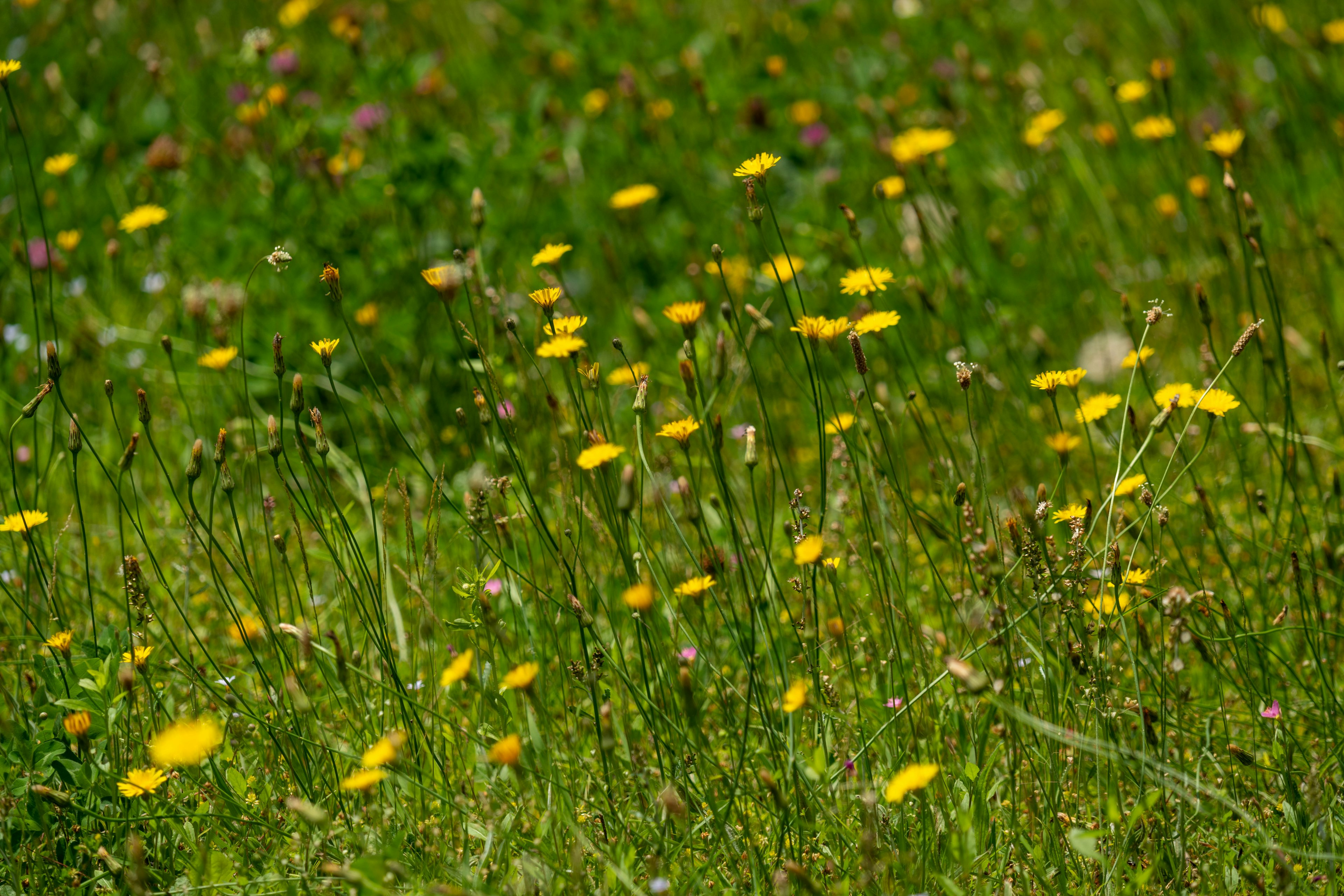 A meadow filled with yellow flowers against a green backdrop