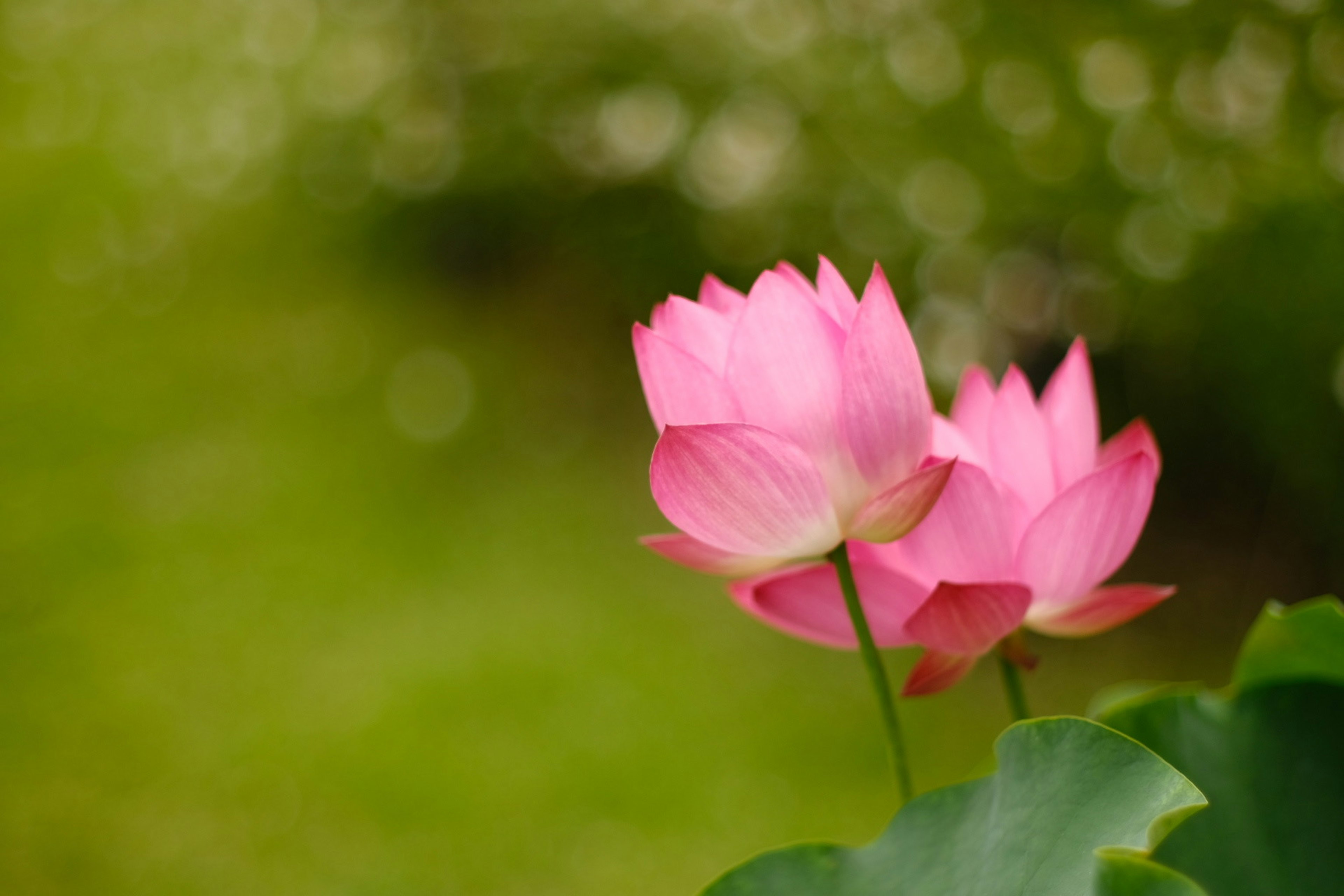 Two beautiful pink lotus flowers blooming against a green background