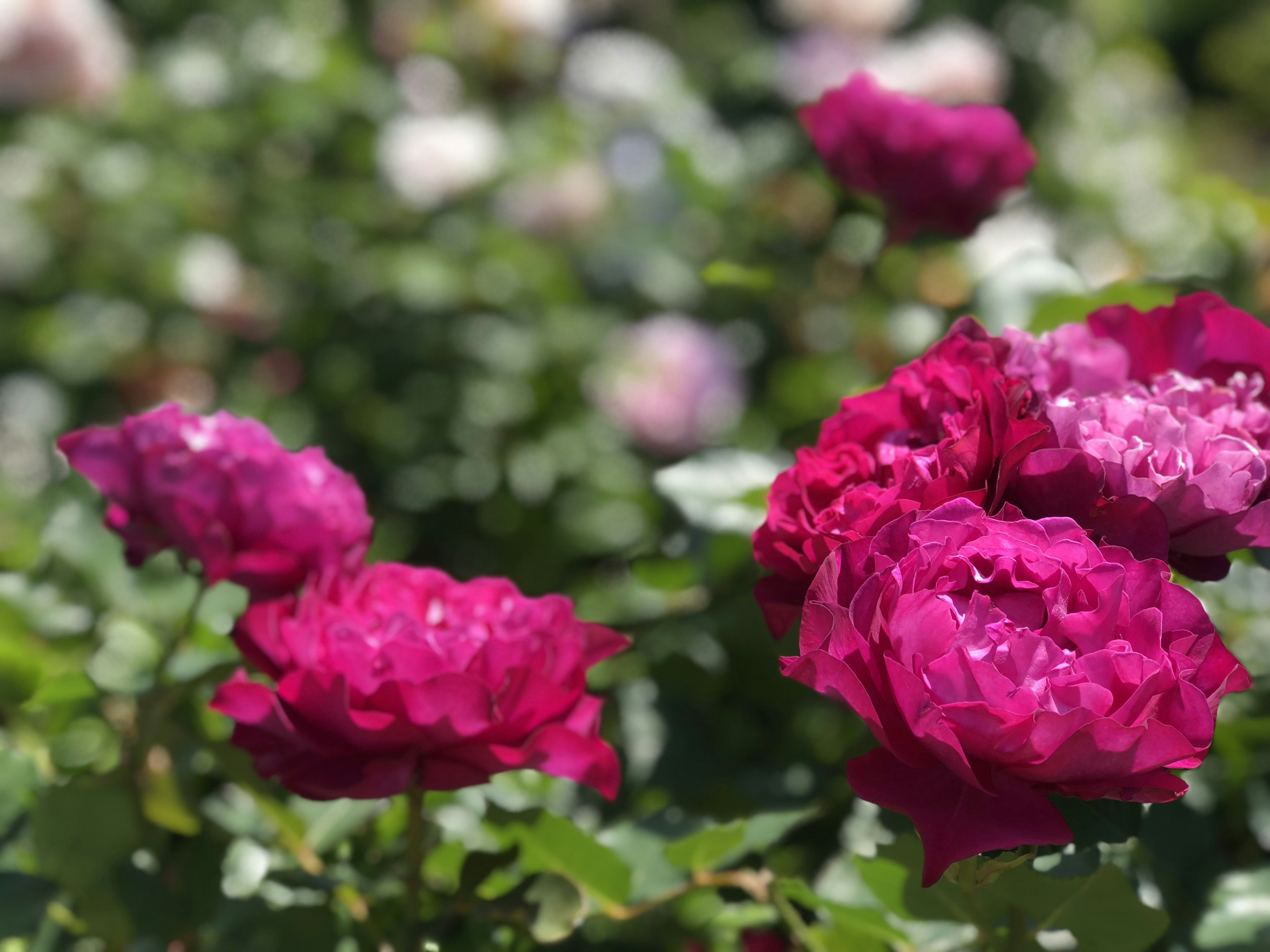 Vibrant pink roses blooming in a garden setting