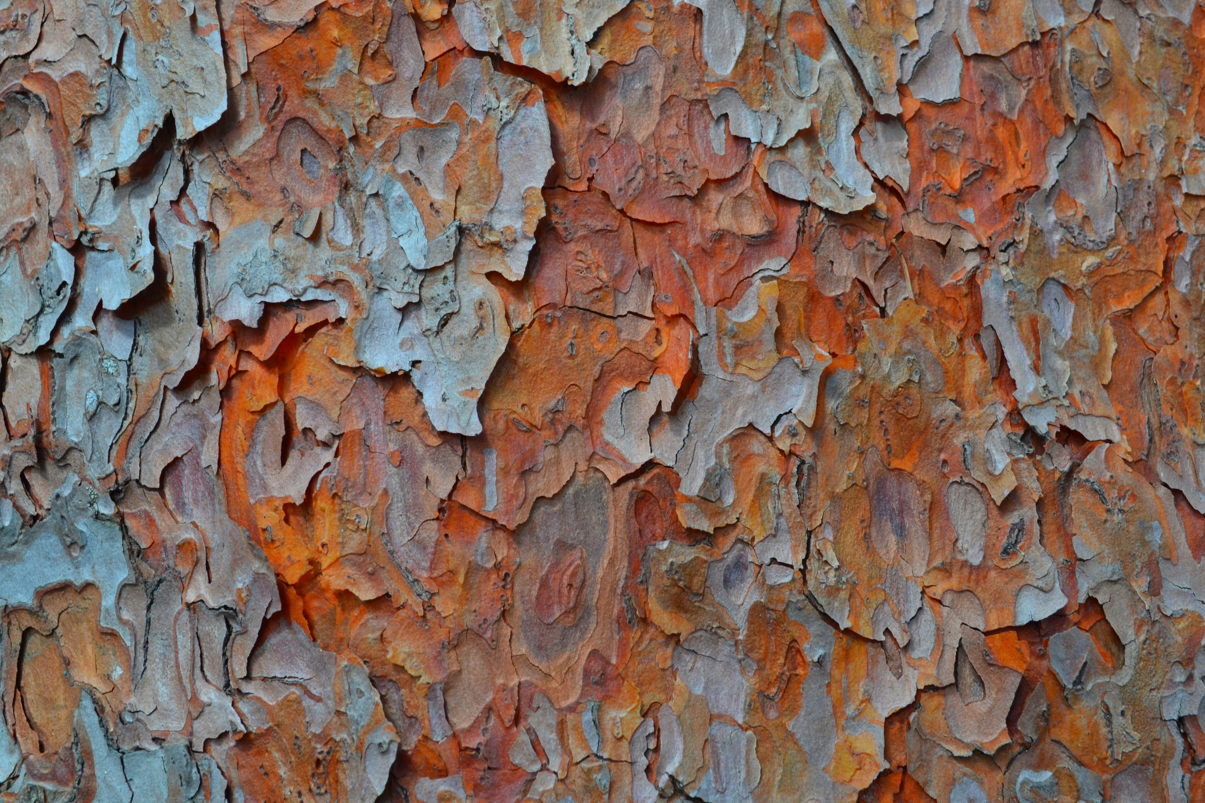 Textura de corteza colorida con capas peladas