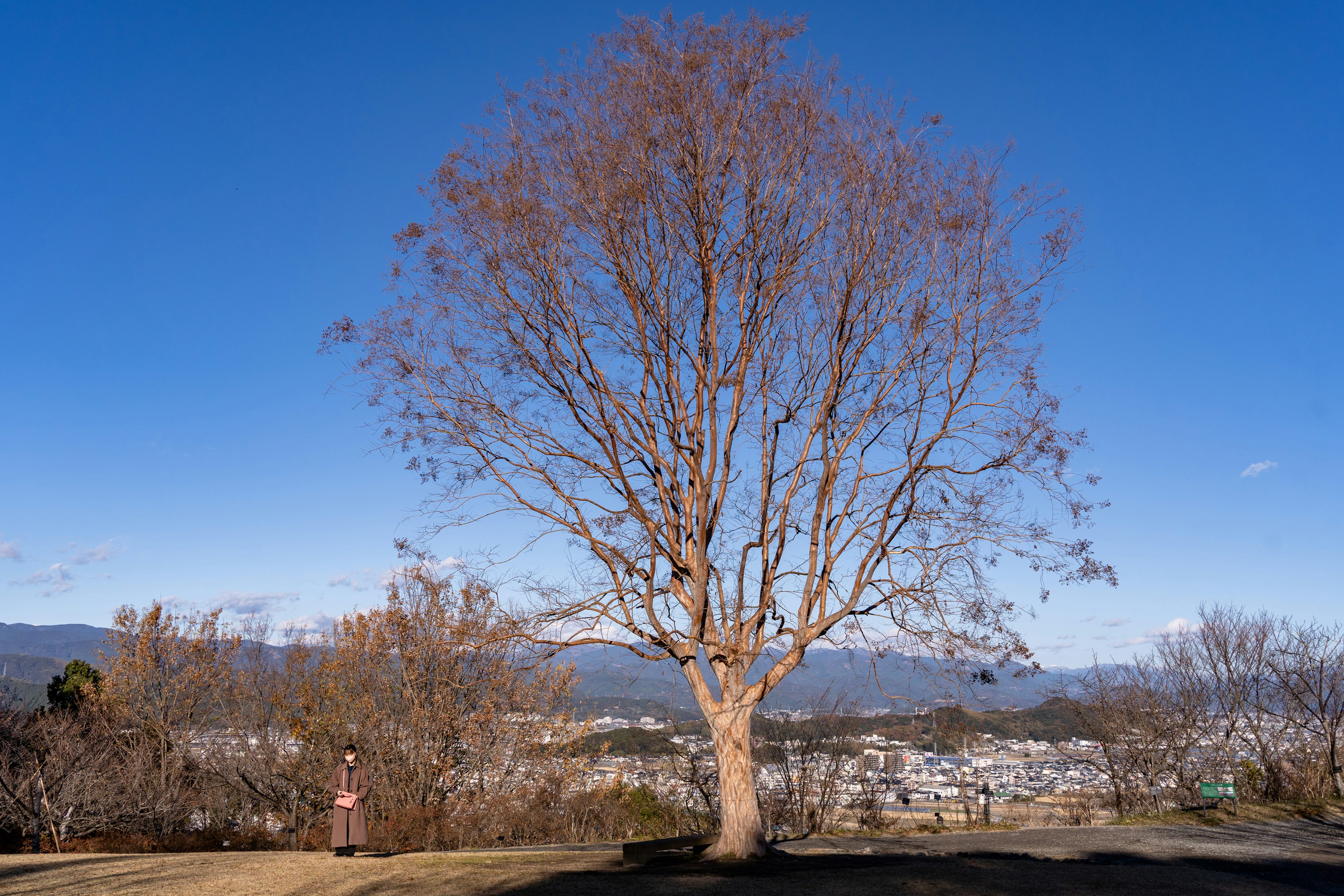 Árbol sin hojas bajo un cielo azul invernal con montañas de fondo