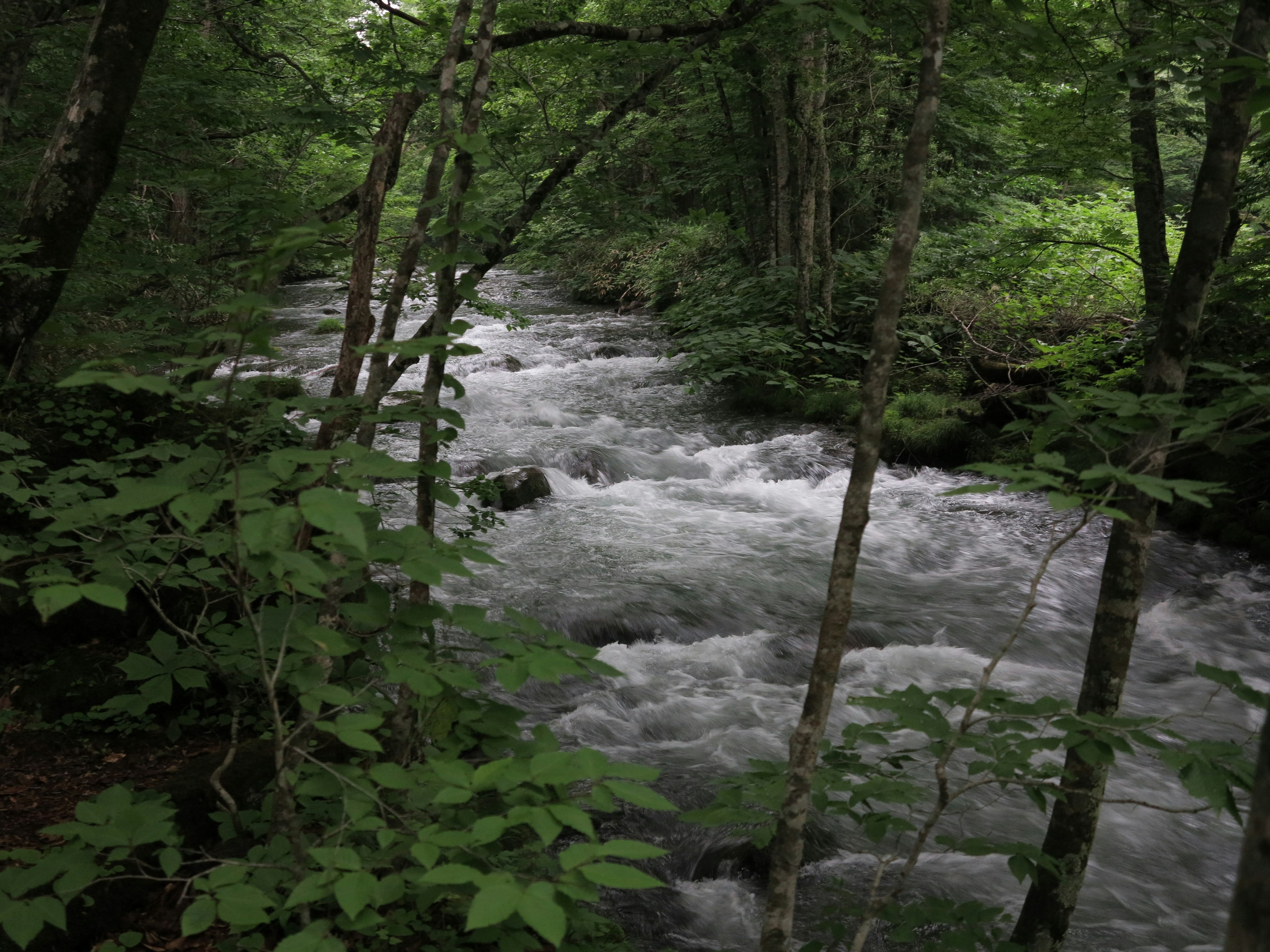 Schneller Fluss, der durch einen üppigen grünen Wald fließt