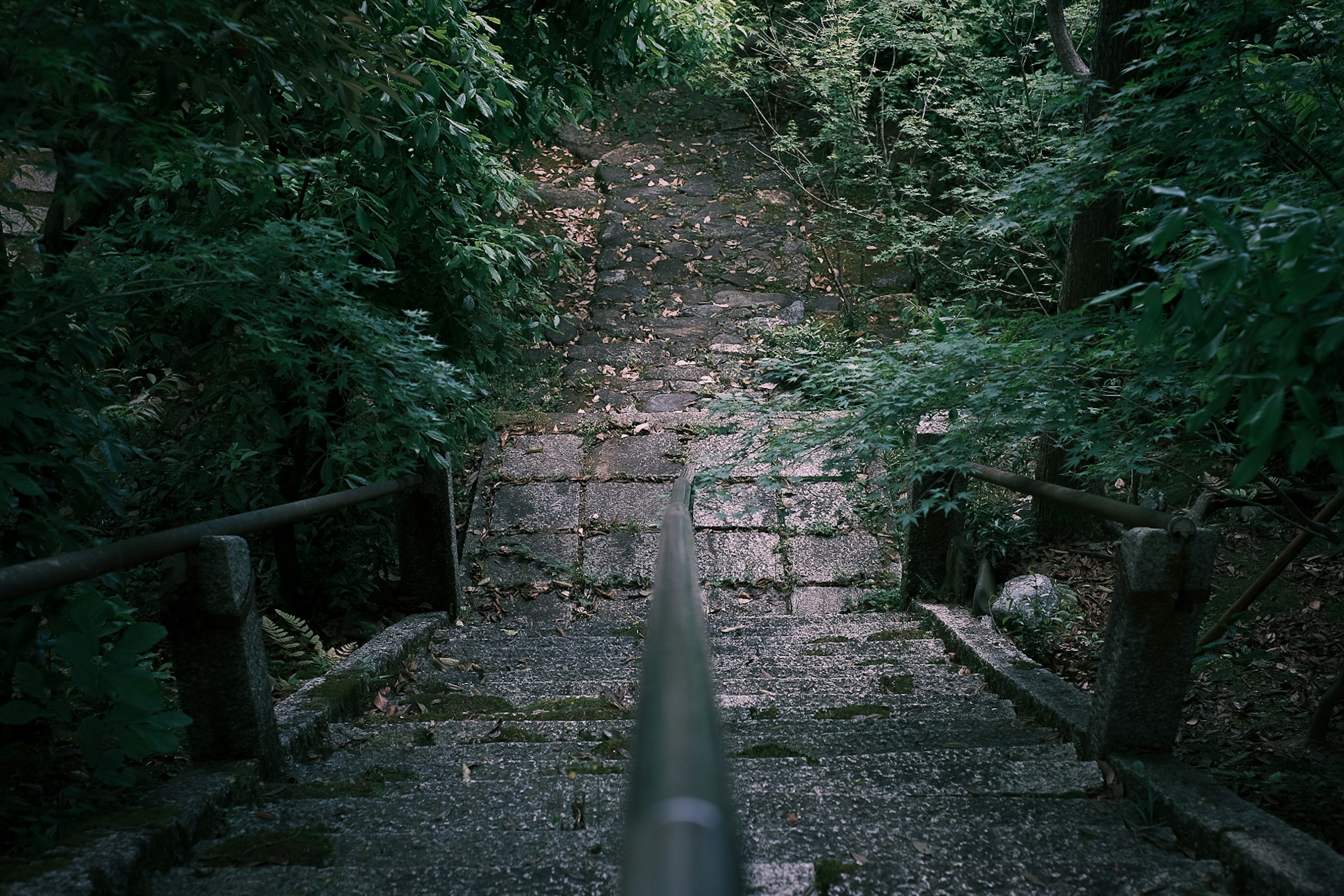 Escalier en pierre entouré de verdure et de rampes