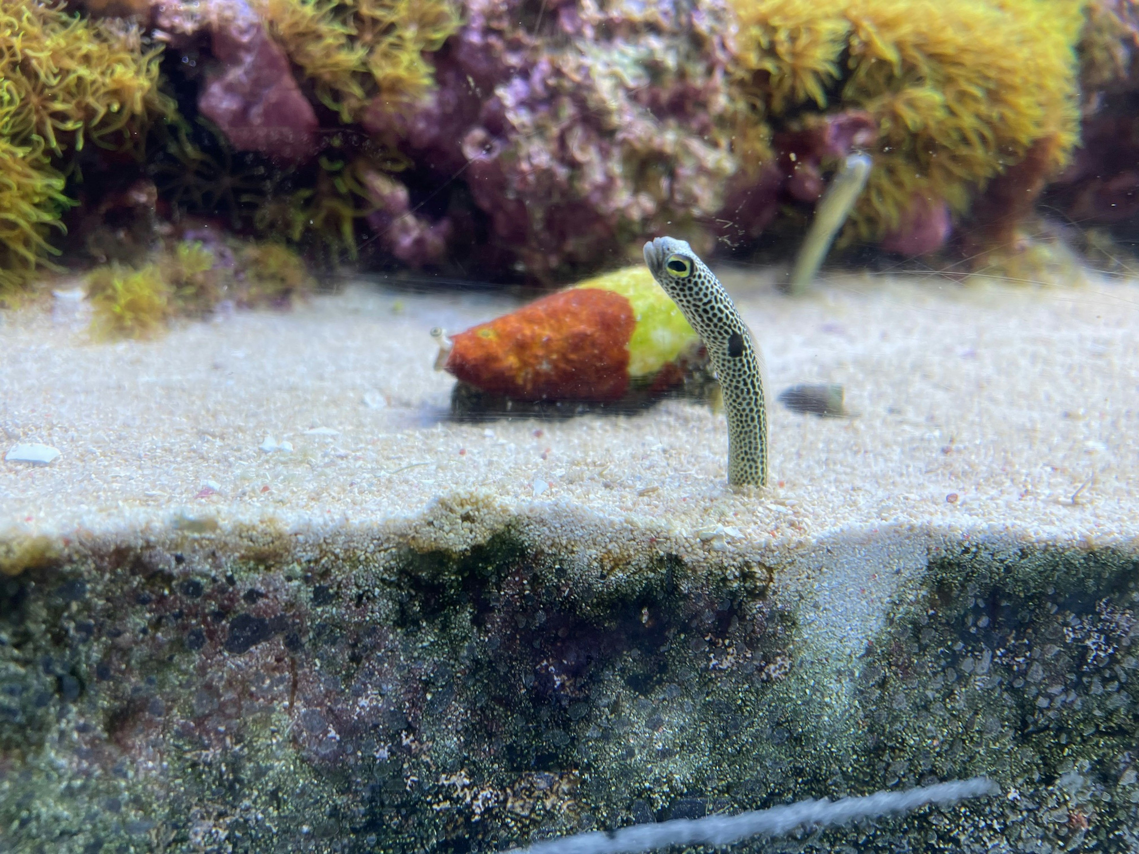 Eel-like fish emerging from sand with colorful seaweed in background