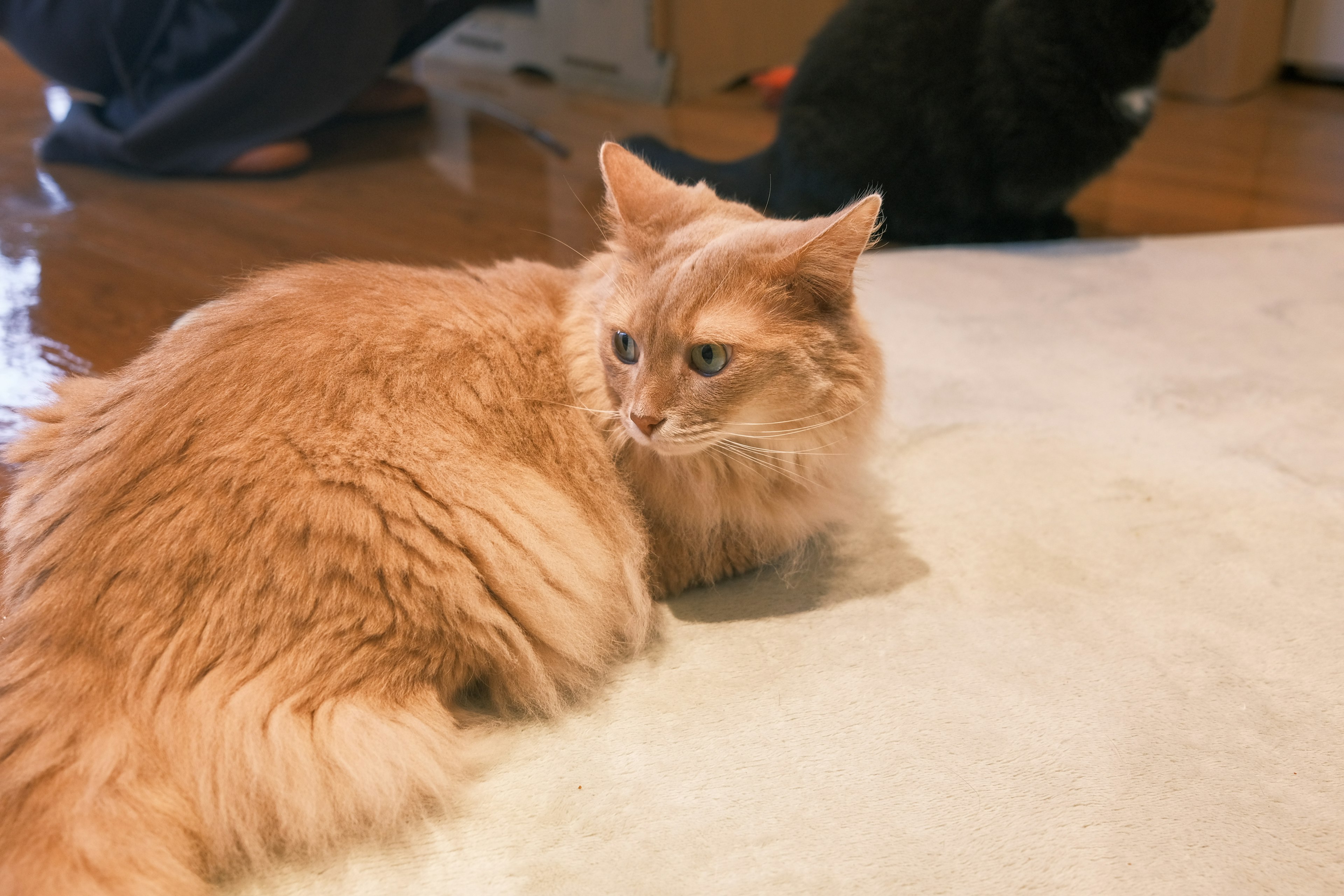 Un gatto arancione a pelo lungo seduto su un tappeto