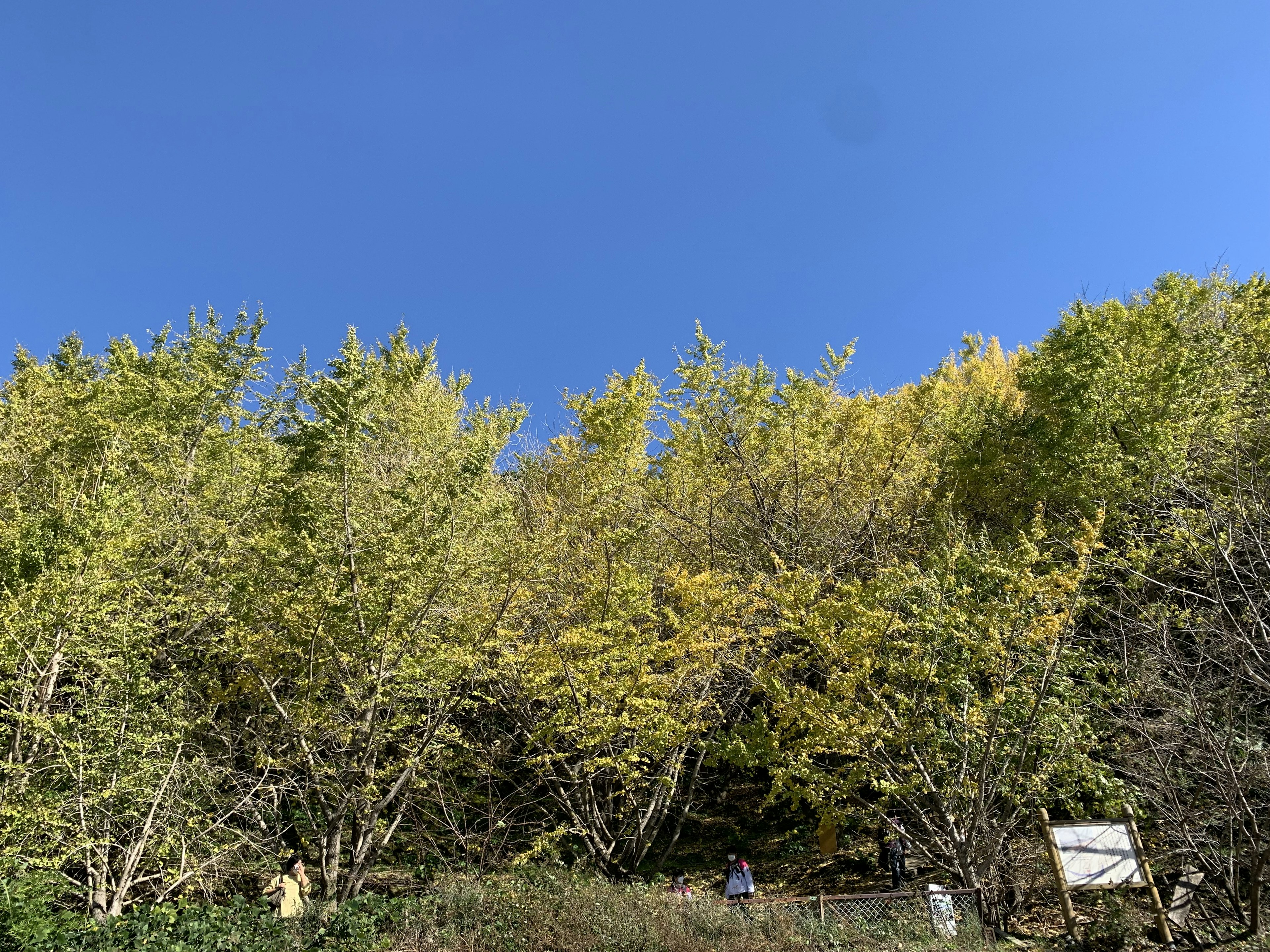 Groupe d'arbres aux feuilles jaunes sous un ciel bleu