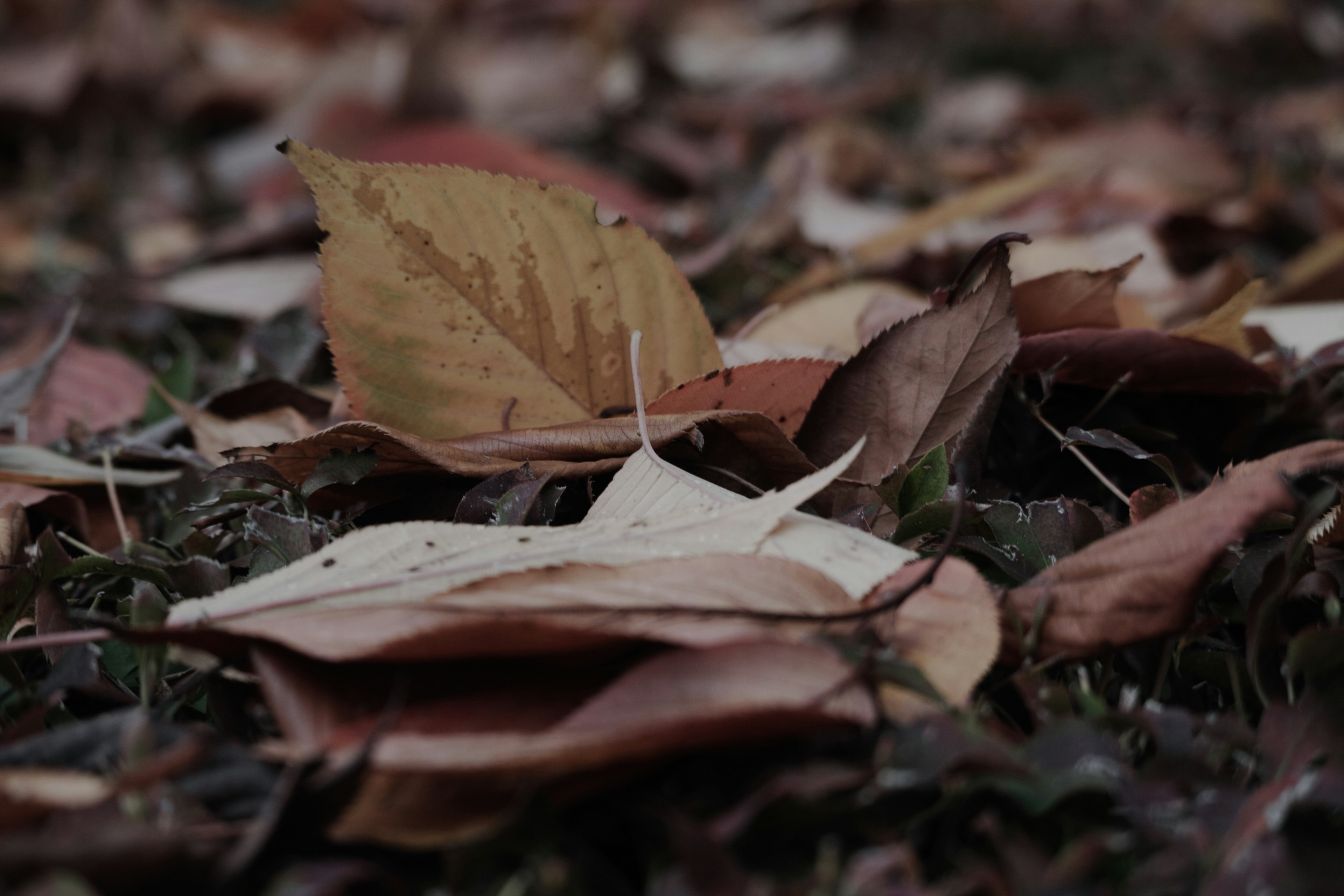 Paysage d'automne avec des feuilles mortes éparpillées sur le sol