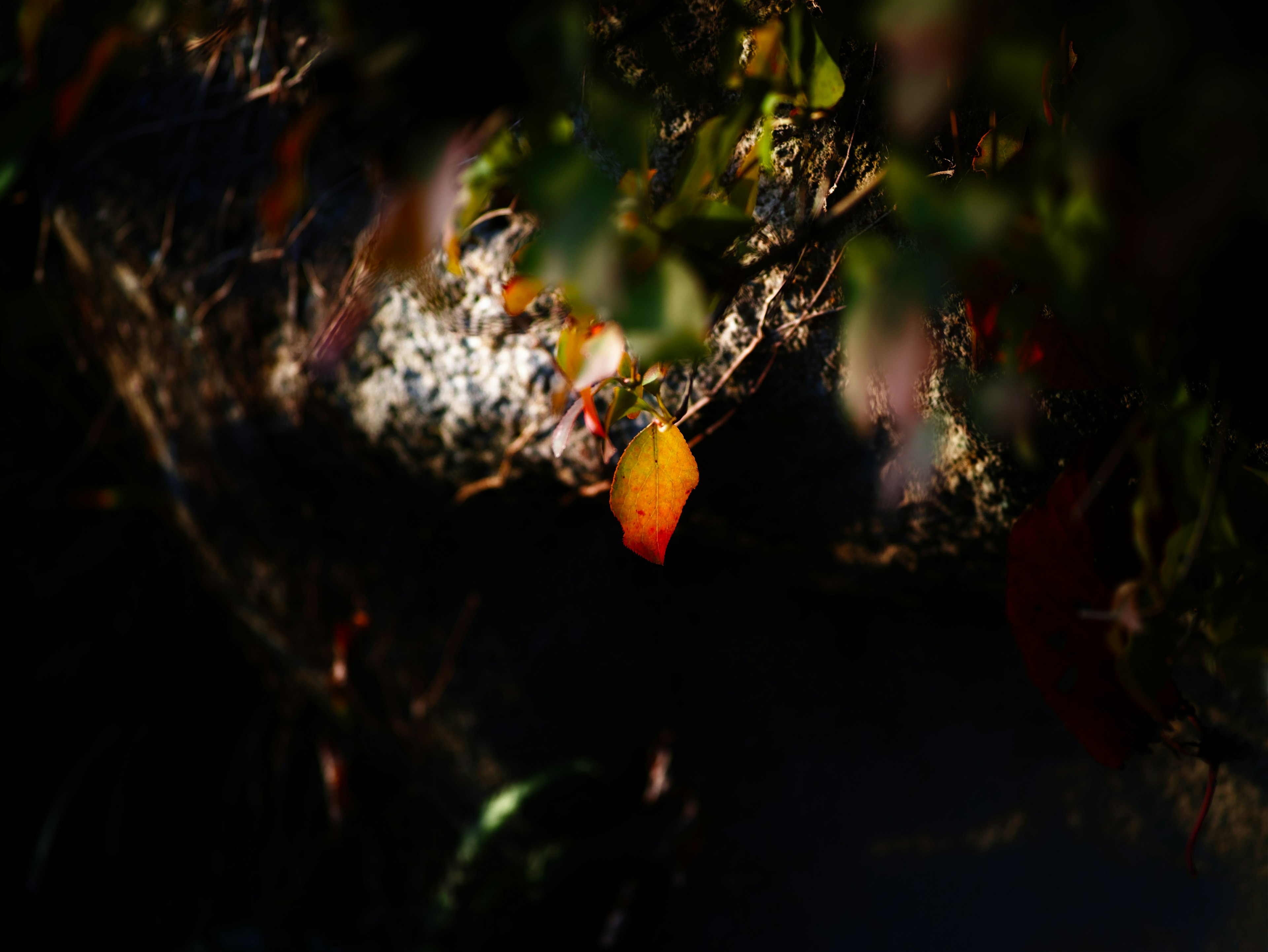 Scène naturelle avec des feuilles colorées sur un fond sombre