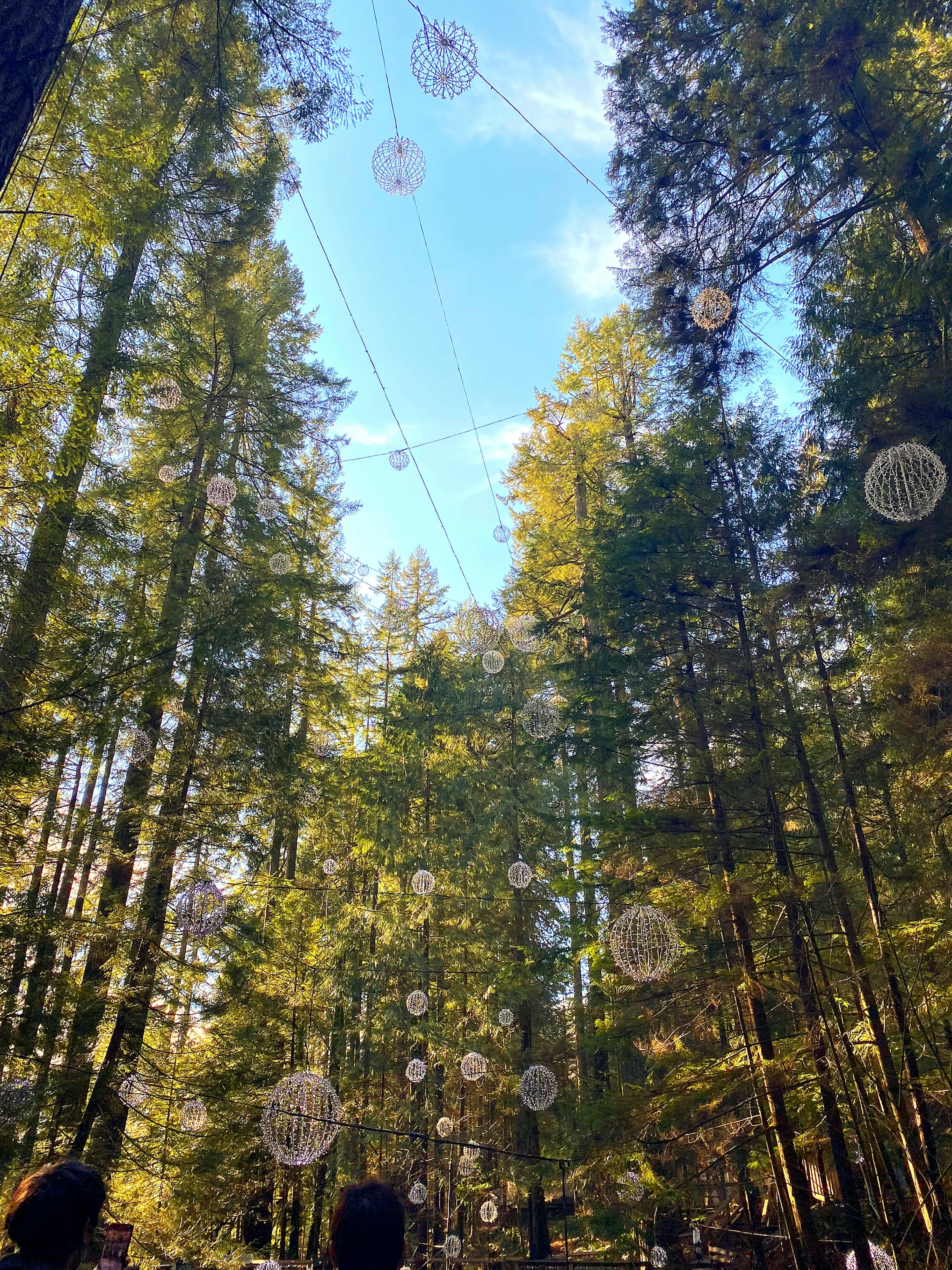 Decorative objects hanging in a forest with blue sky