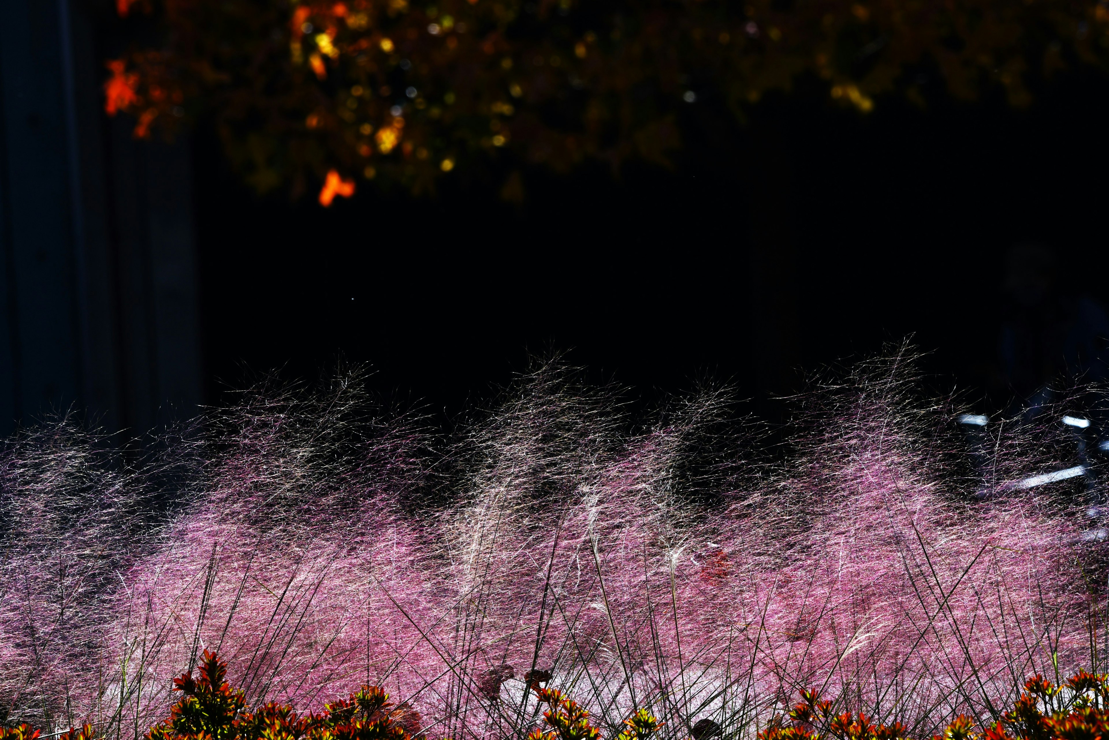 Rumput muhly pink yang indah bergoyang tertiup angin dengan daun berwarna-warni di latar belakang