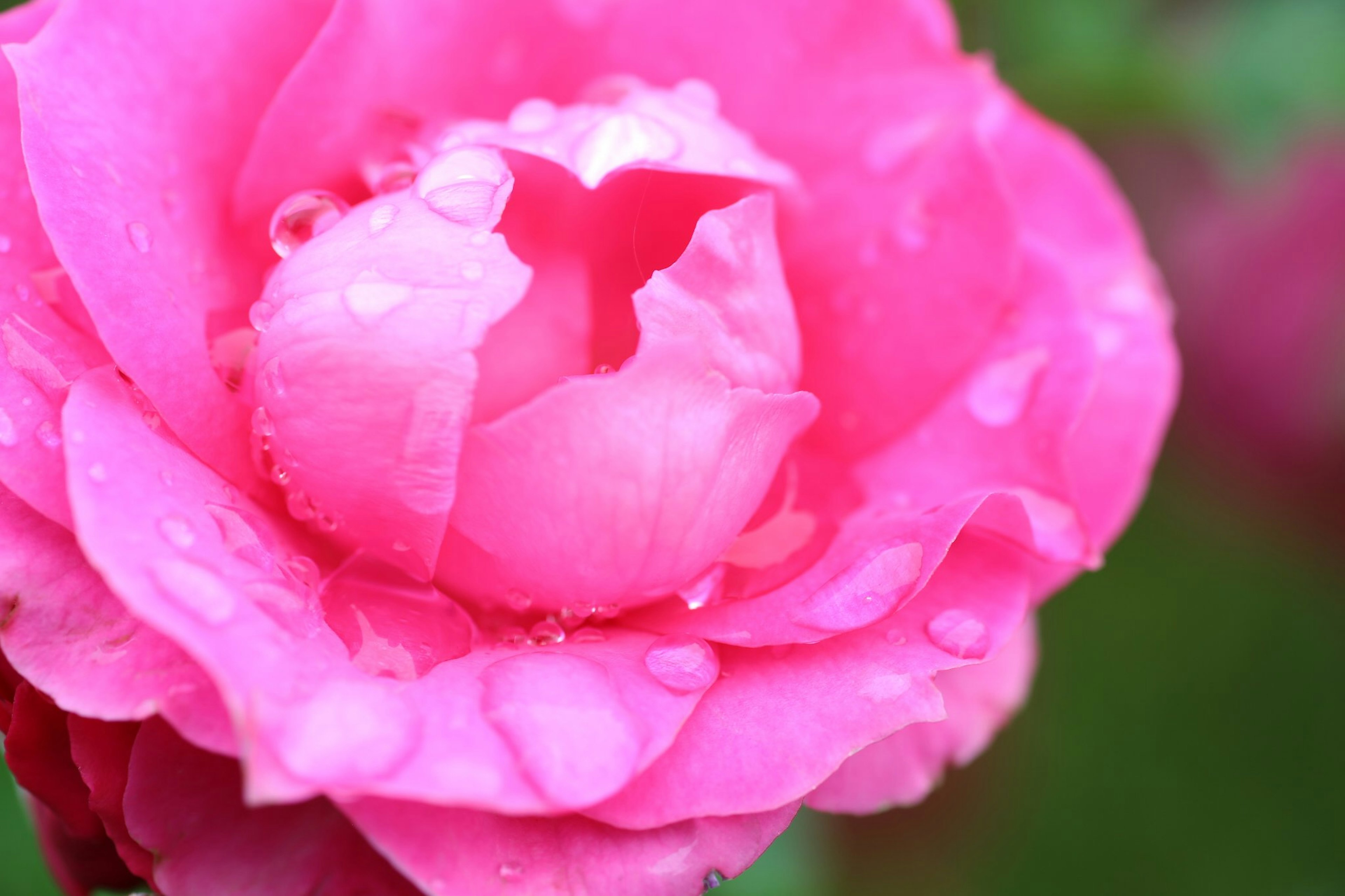 Vibrante rosa Blütenblätter mit Wassertropfen