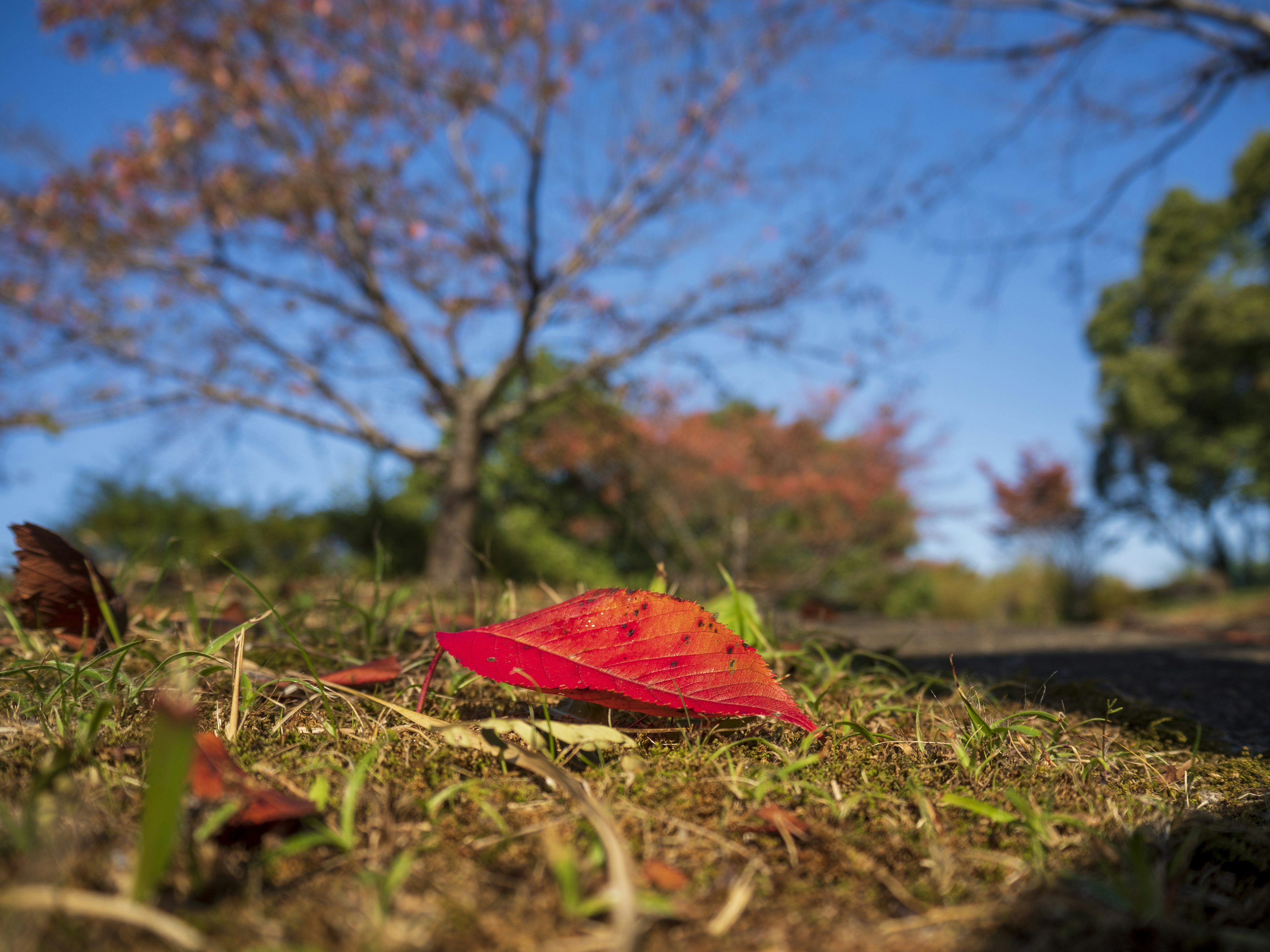 赤い葉が草の上に落ちている秋の風景