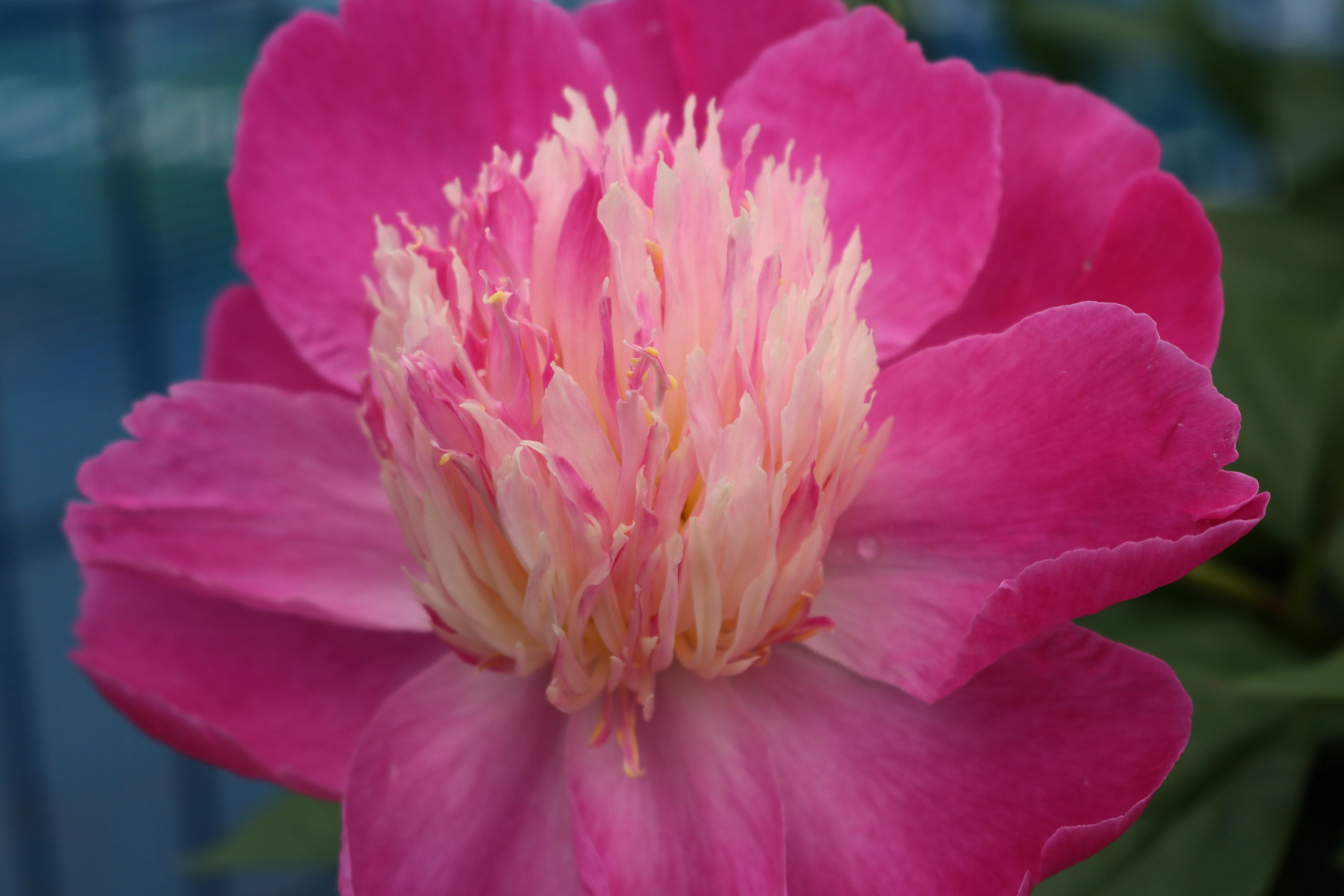 Fiore con petali rosa vivaci e centro crema