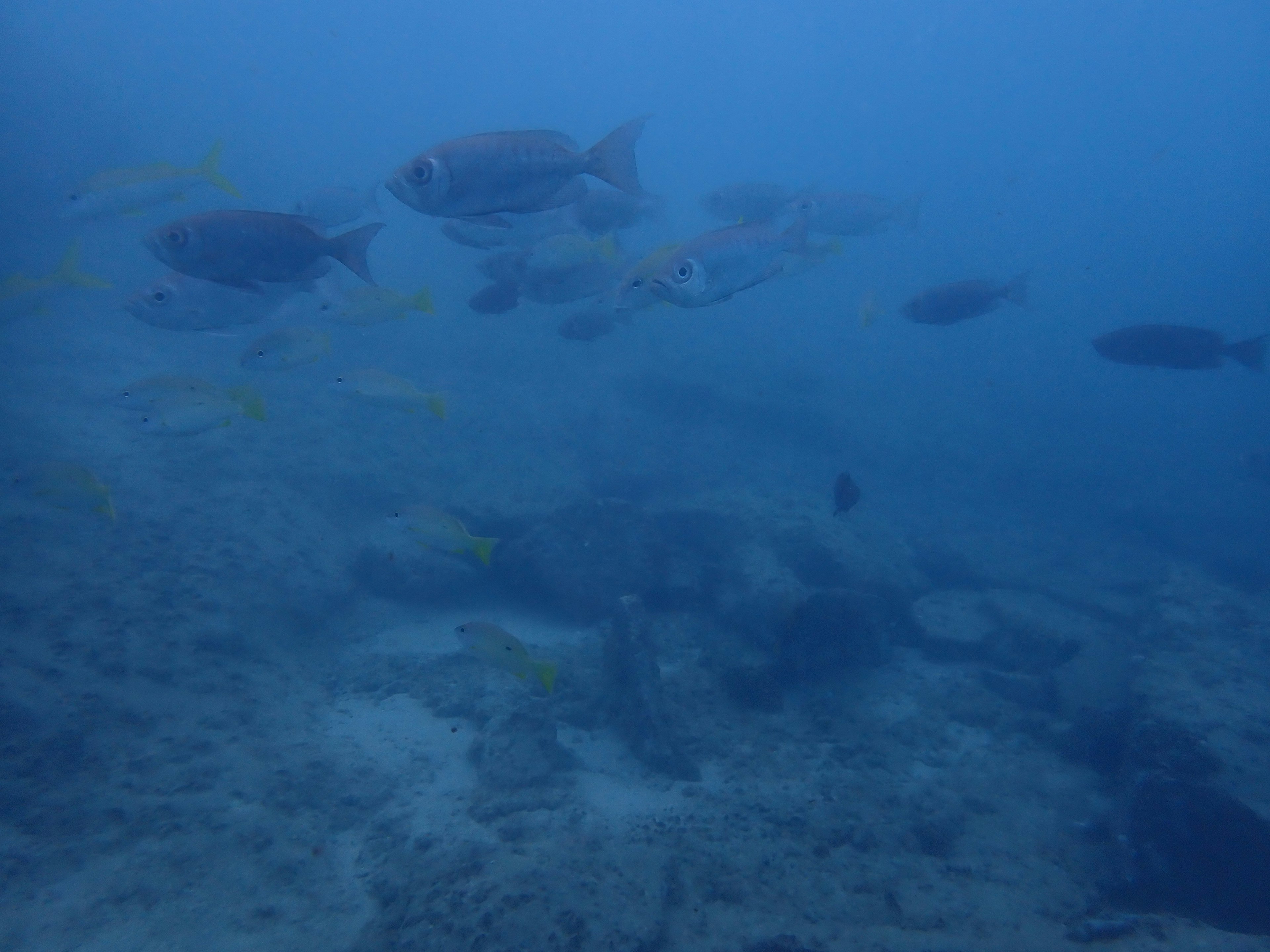 School of fish swimming underwater with rocky seabed