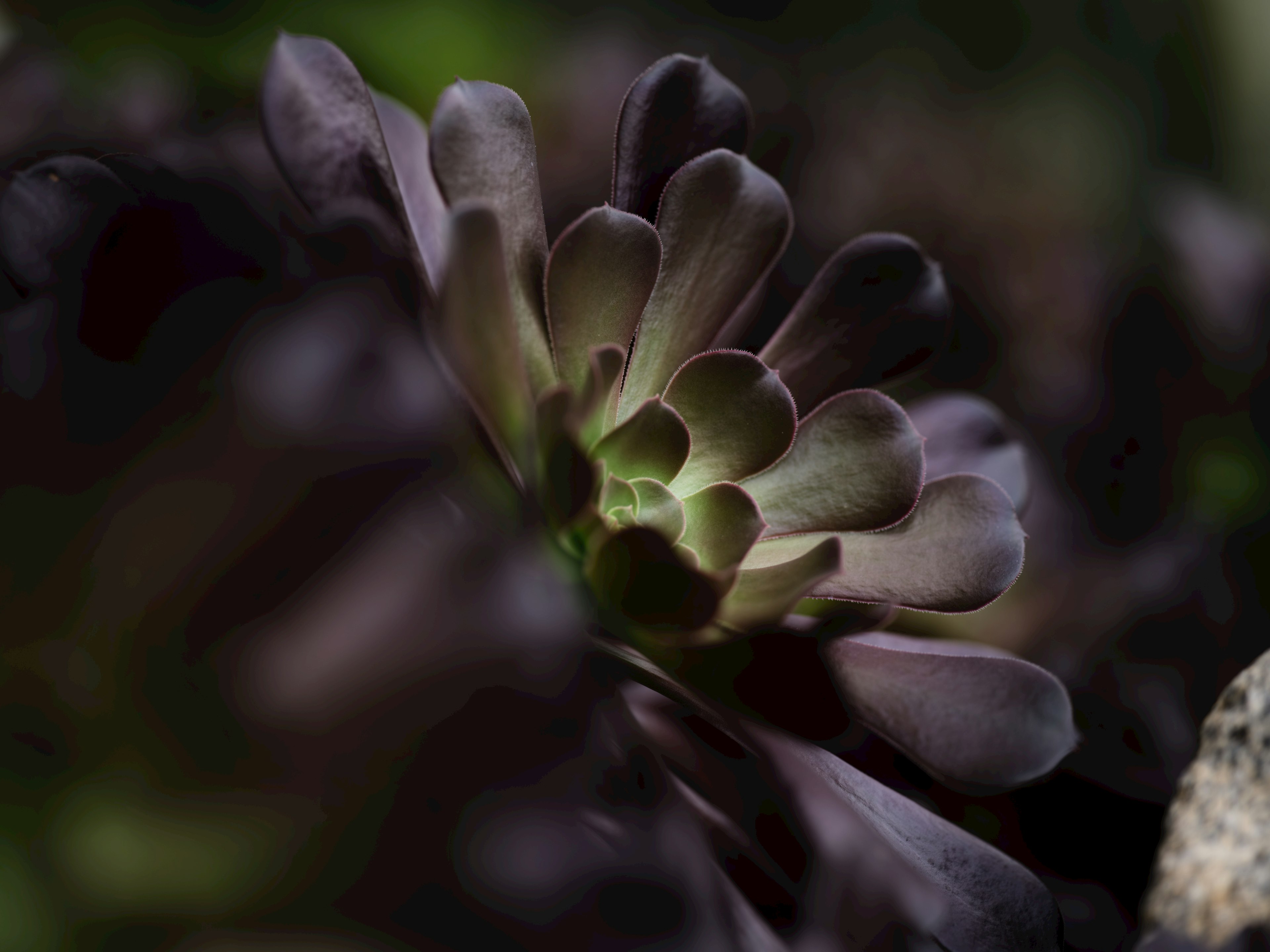 Succulent flower petals glowing green against a dark background