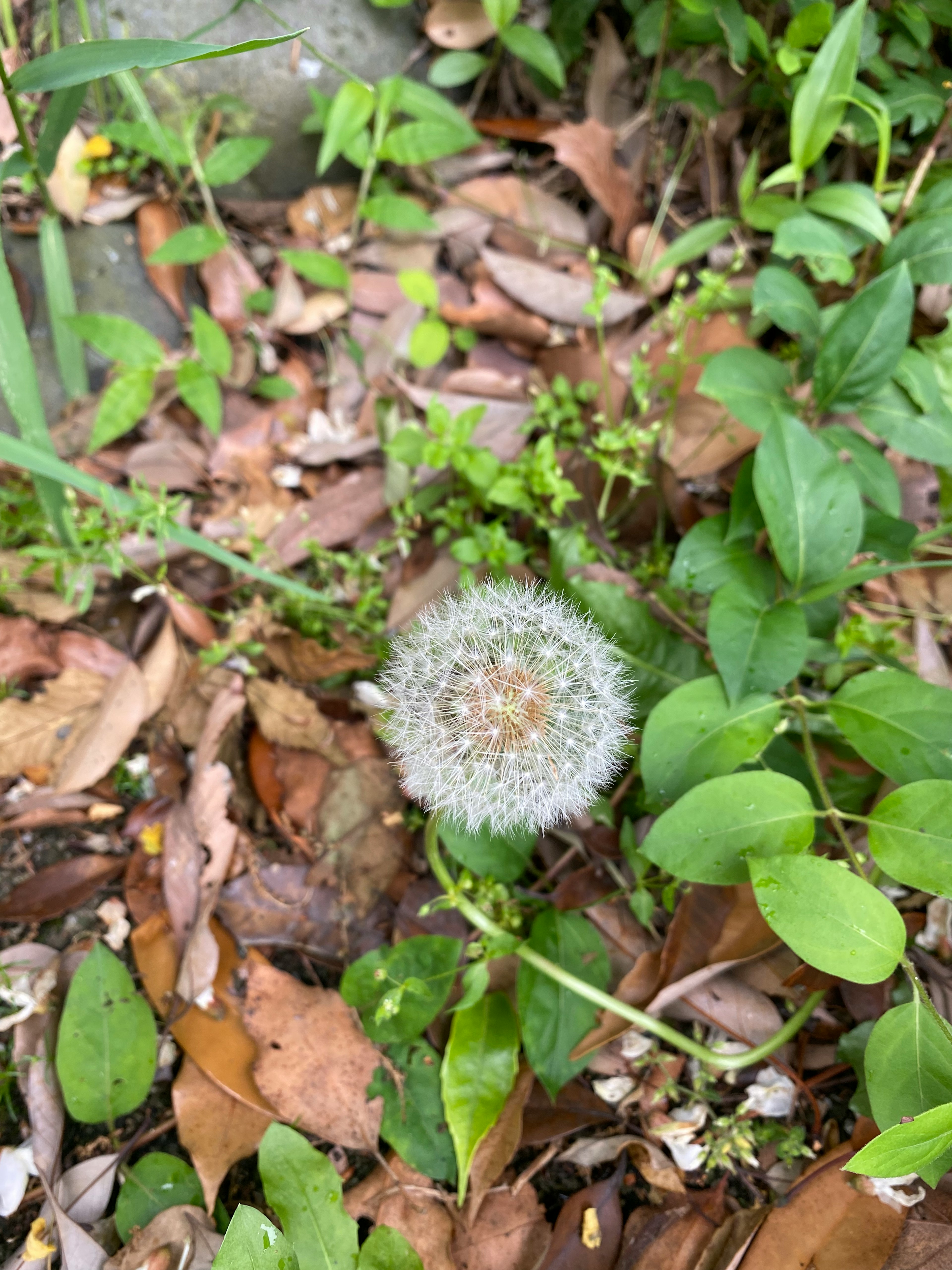 白いタンポポの花が緑の葉と枯れた葉の中に見える