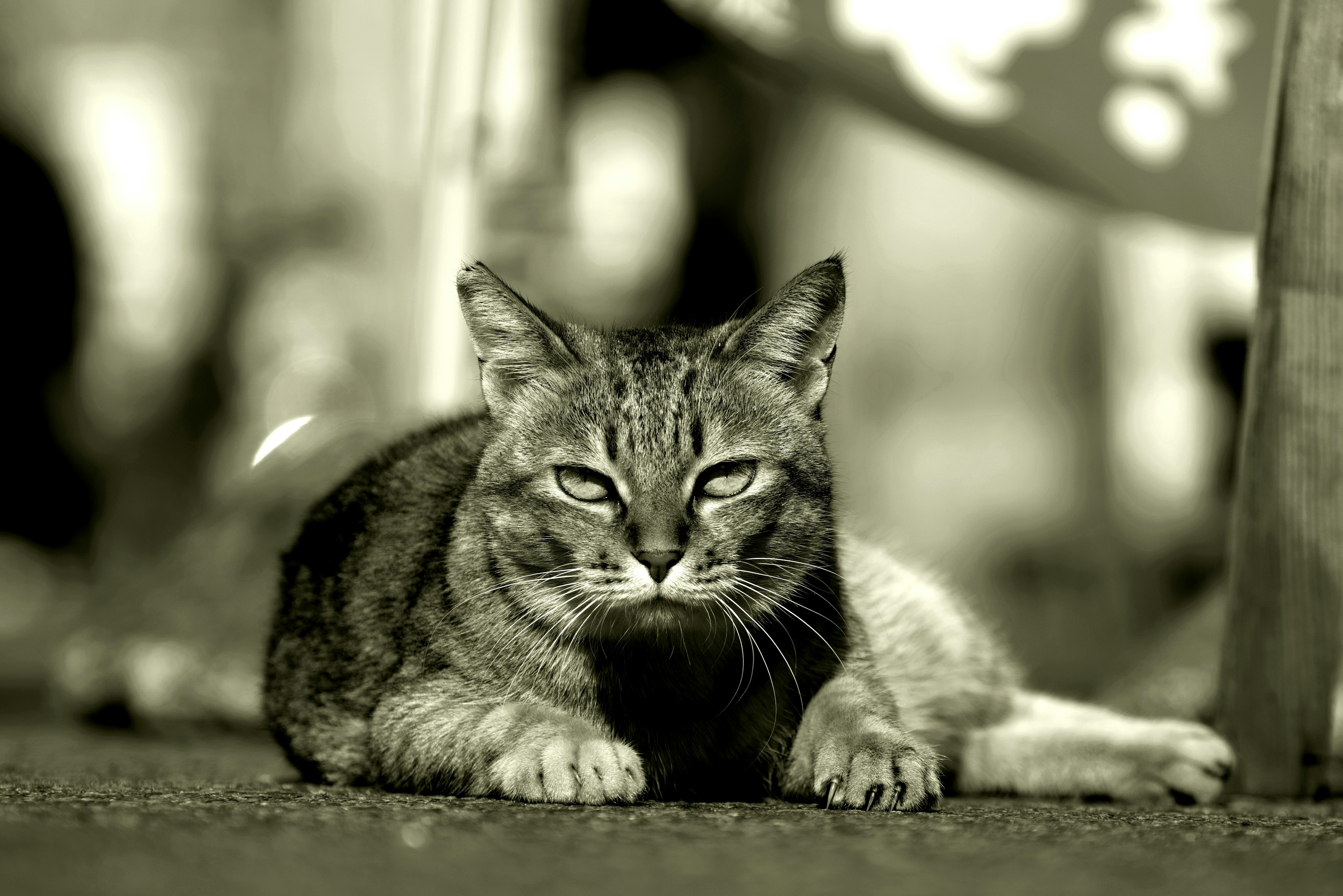 A black and white cat lying on the ground