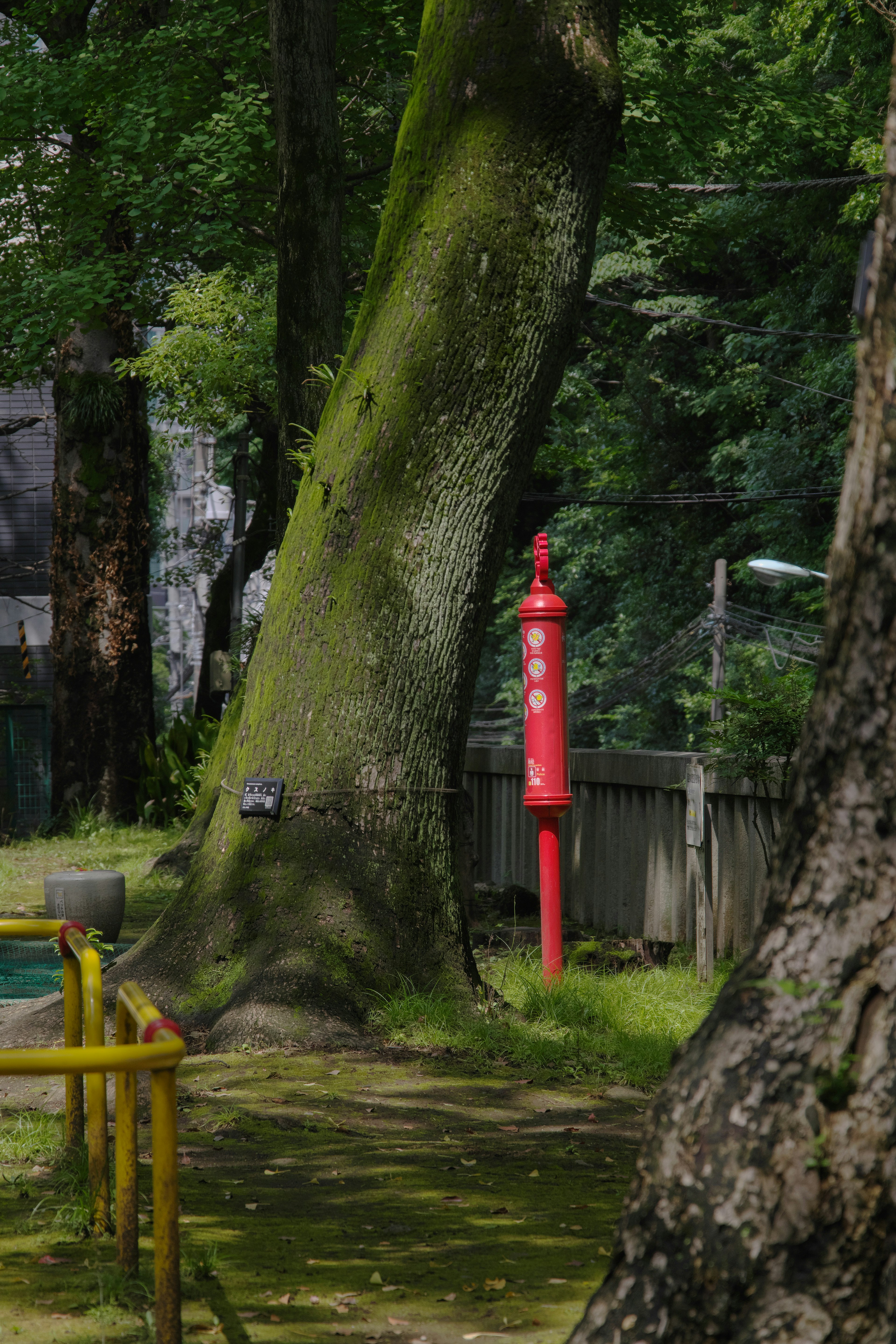 Escena de parque con un árbol cubierto de musgo y un hidrante rojo