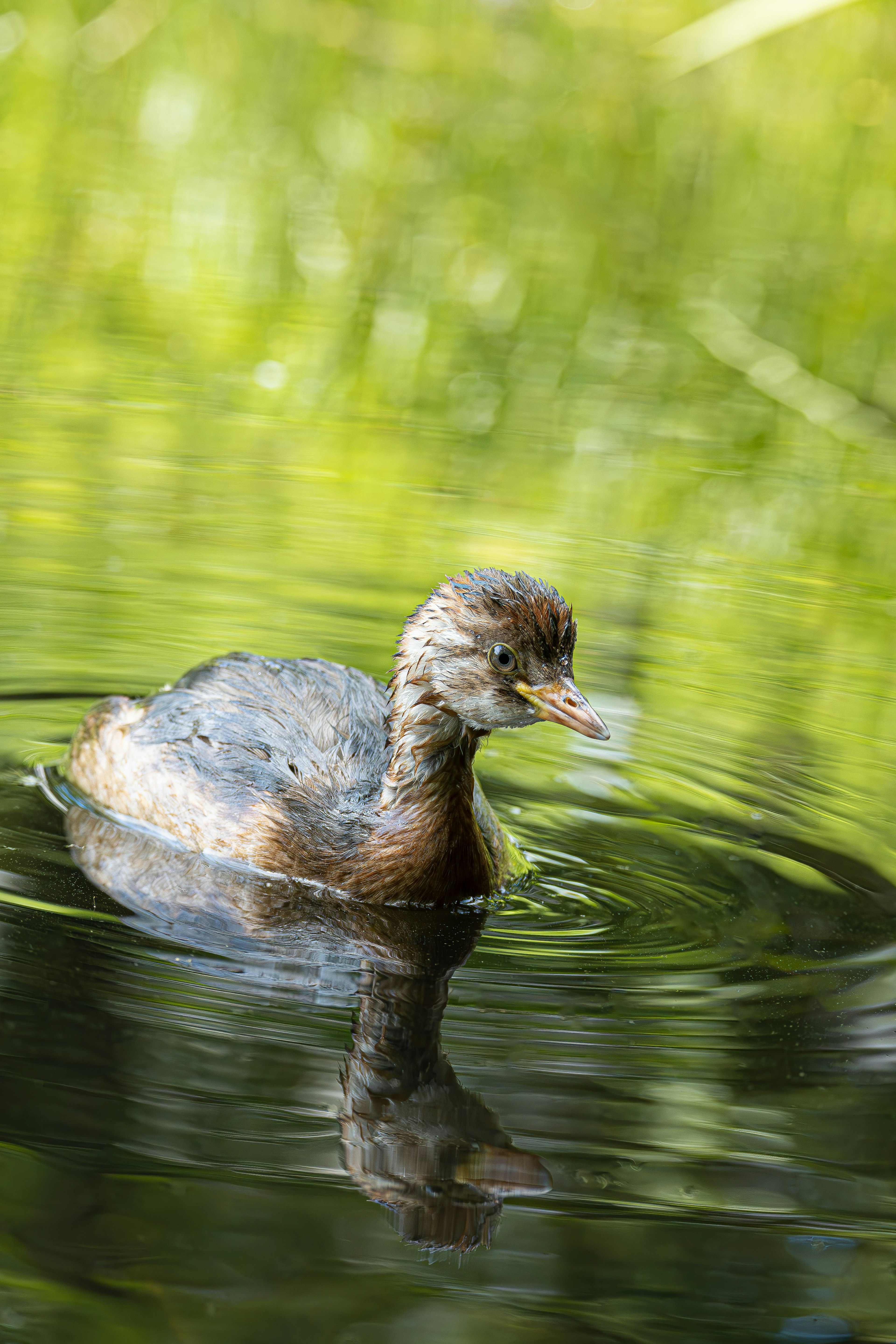 Un pequeño pájaro nadando en la superficie del agua con un fondo verde