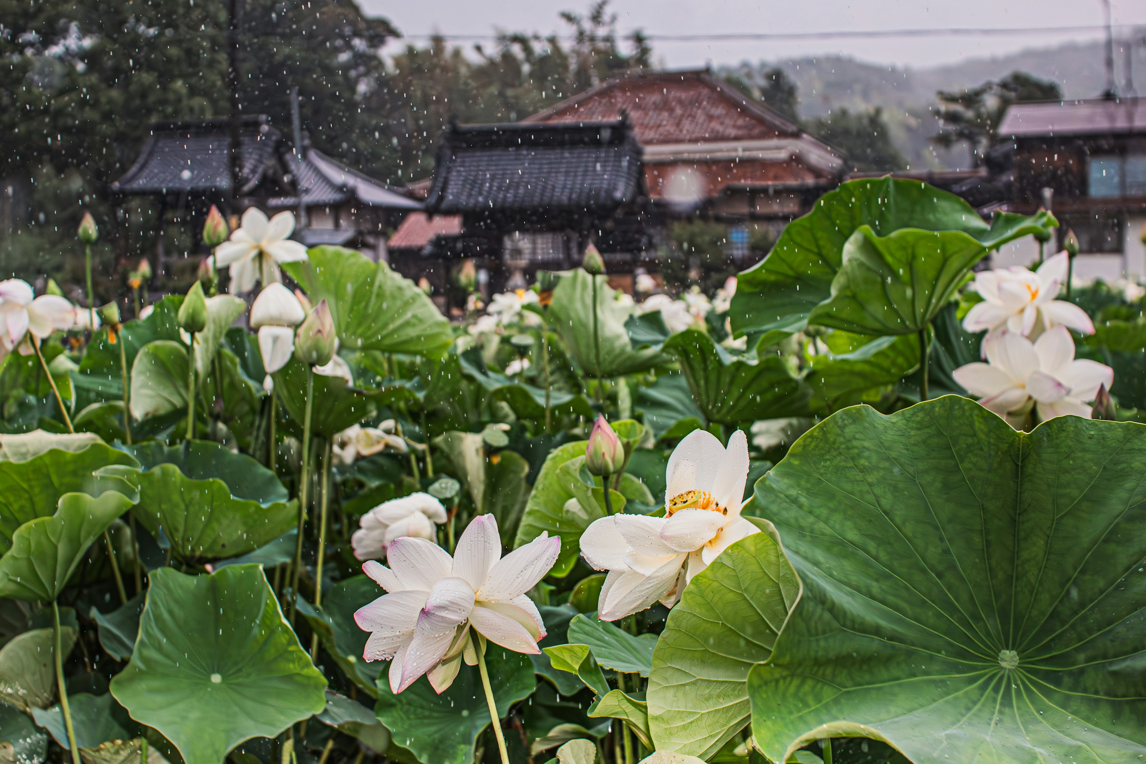 池塘中的白色蓮花和大葉子，背景是傳統日本建築