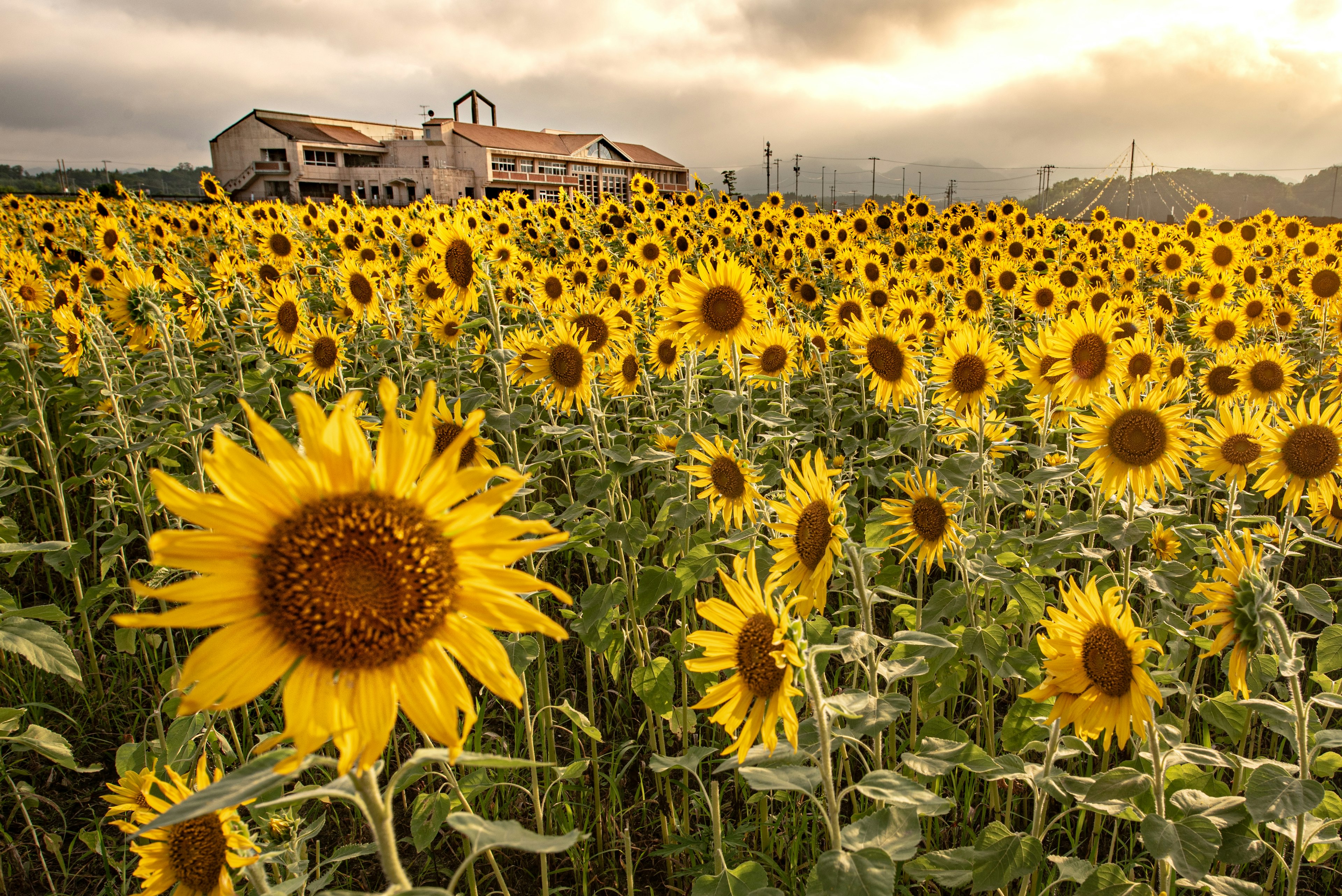 Champ de tournesols avec une ferme en arrière-plan